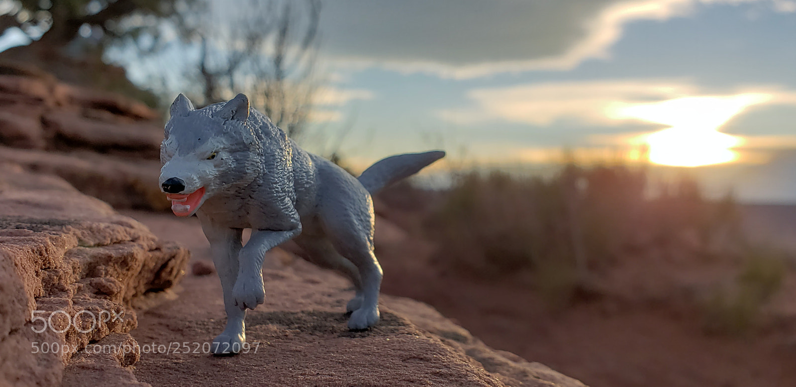 Samsung Galaxy S9 sample photo. Timber on the prowl photography
