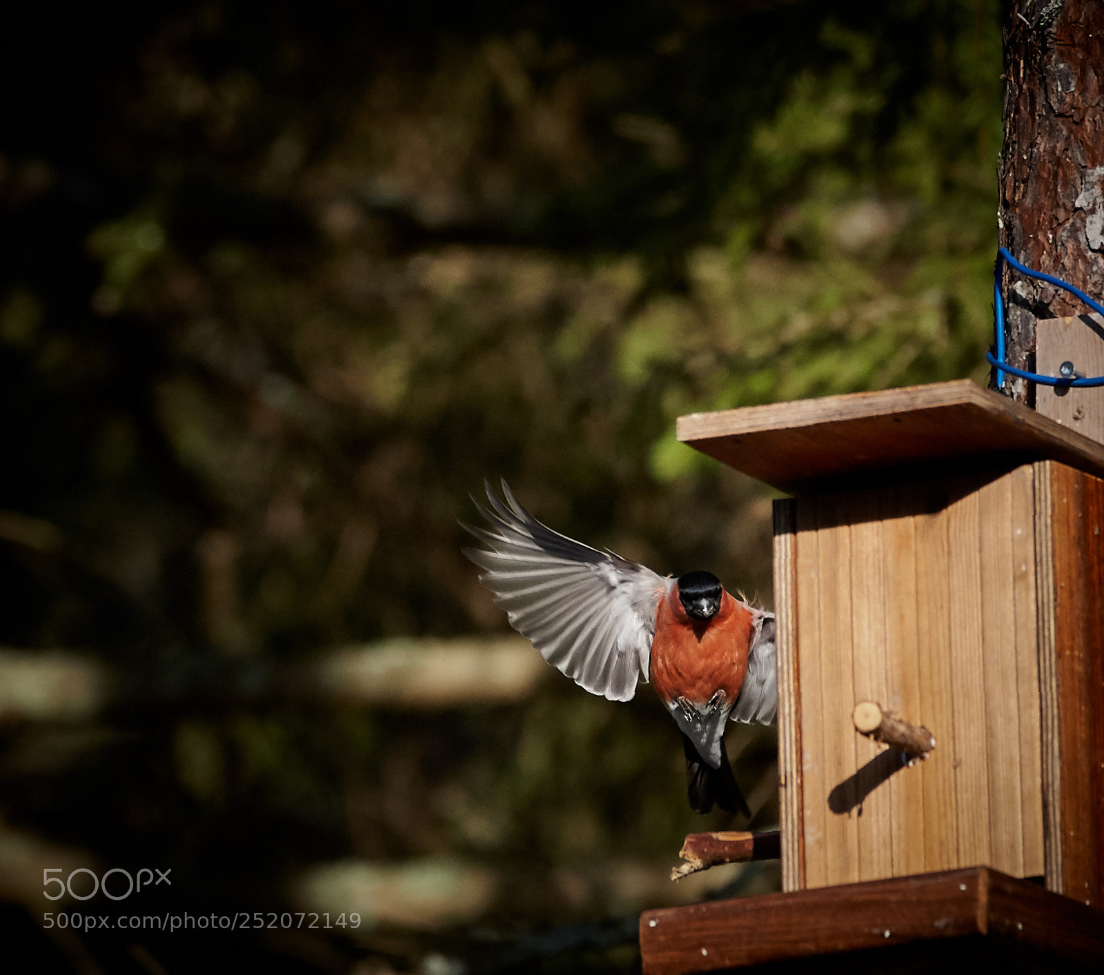 Canon EOS-1D Mark III sample photo. Bullfinch landing photography