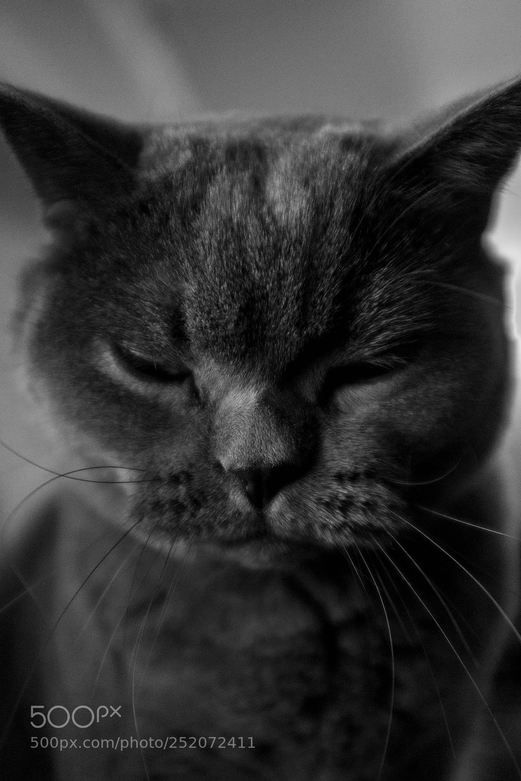 Fujifilm X100S sample photo. X1000065 photography