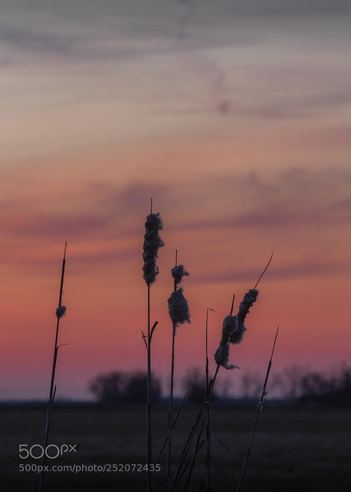 Canon EOS 700D (EOS Rebel T5i / EOS Kiss X7i) sample photo. . photography