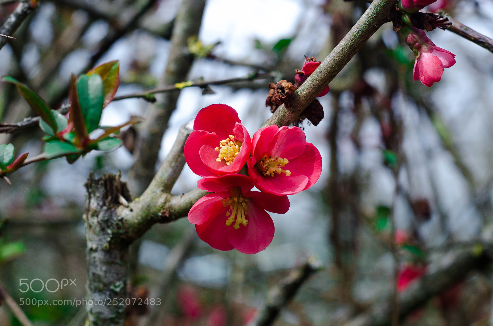 Nikon D7000 sample photo. Flower photography