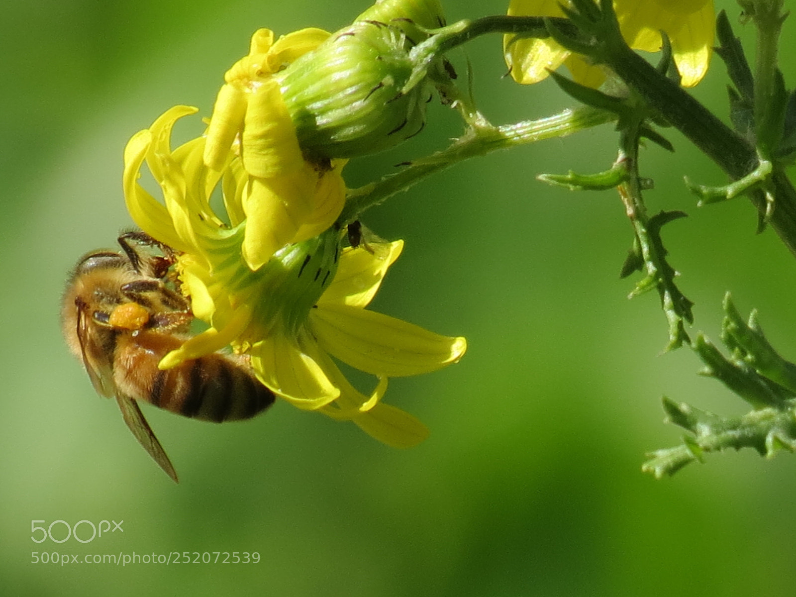 Canon PowerShot SX40 HS sample photo. Bee photography