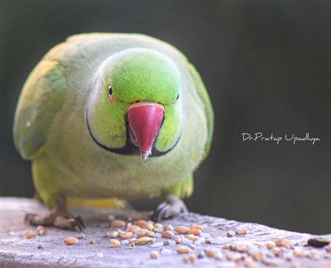 Nikon D5300 sample photo. Poser photography
