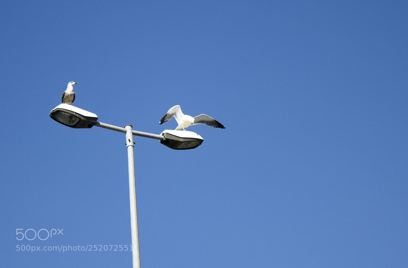 Canon EOS 750D (EOS Rebel T6i / EOS Kiss X8i) sample photo. Gaviotas, huelva. photography