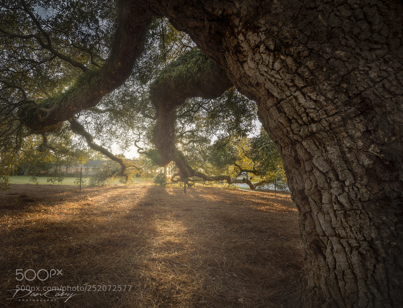Nikon D7200 sample photo. Big oak photography