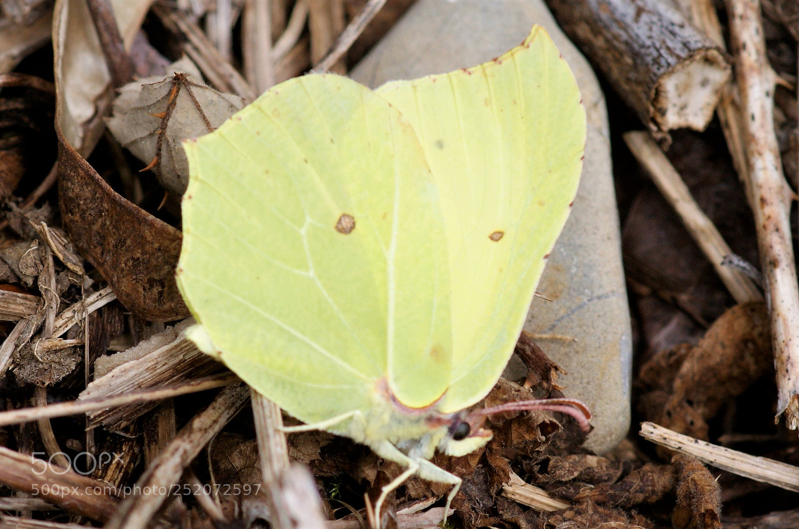 Sony Alpha DSLR-A350 sample photo. Nature photography