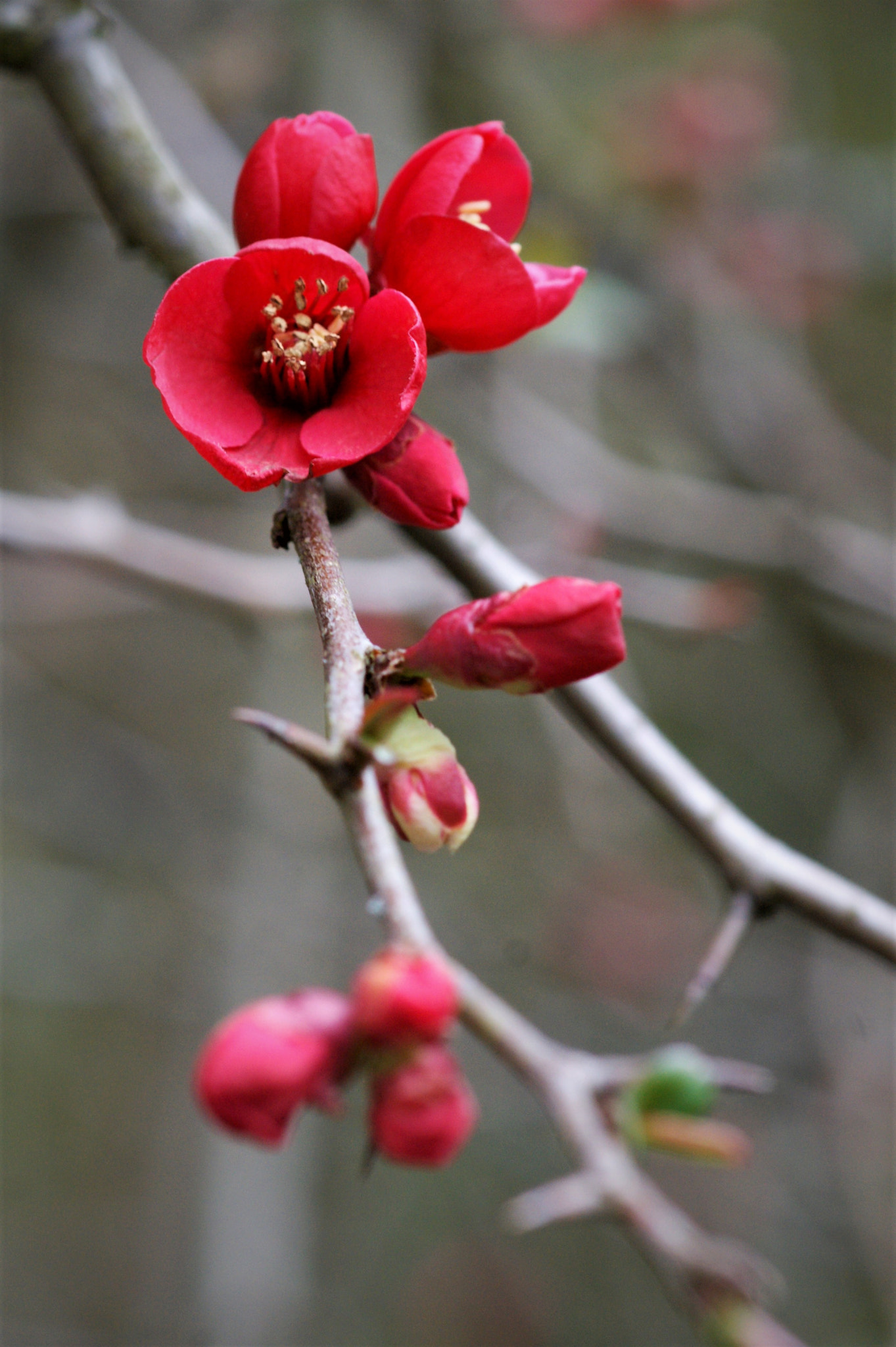 Sony Alpha DSLR-A350 + Sony 100mm F2.8 Macro sample photo. Nature photography