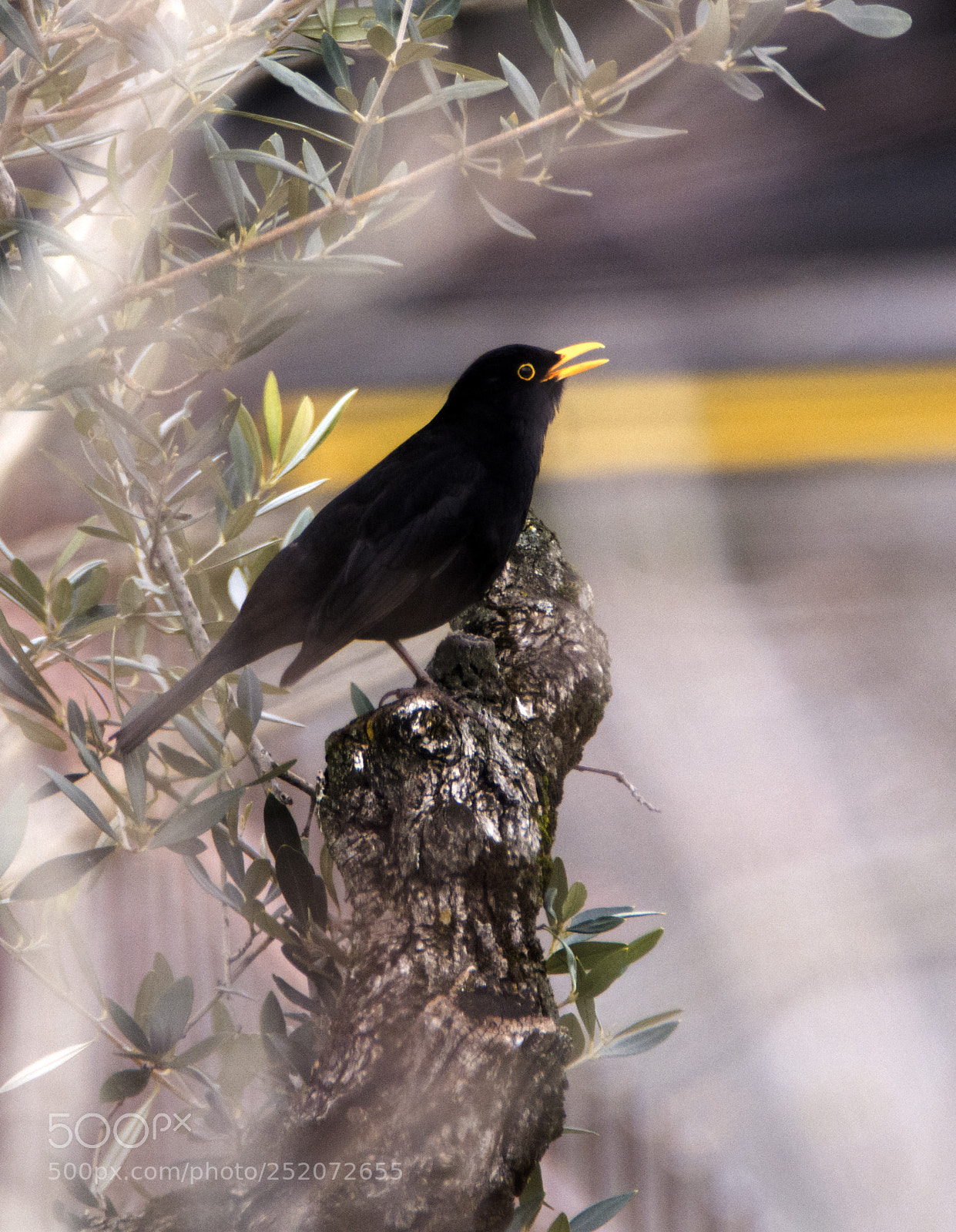 Nikon D7100 sample photo. Yellow beak on yellow photography