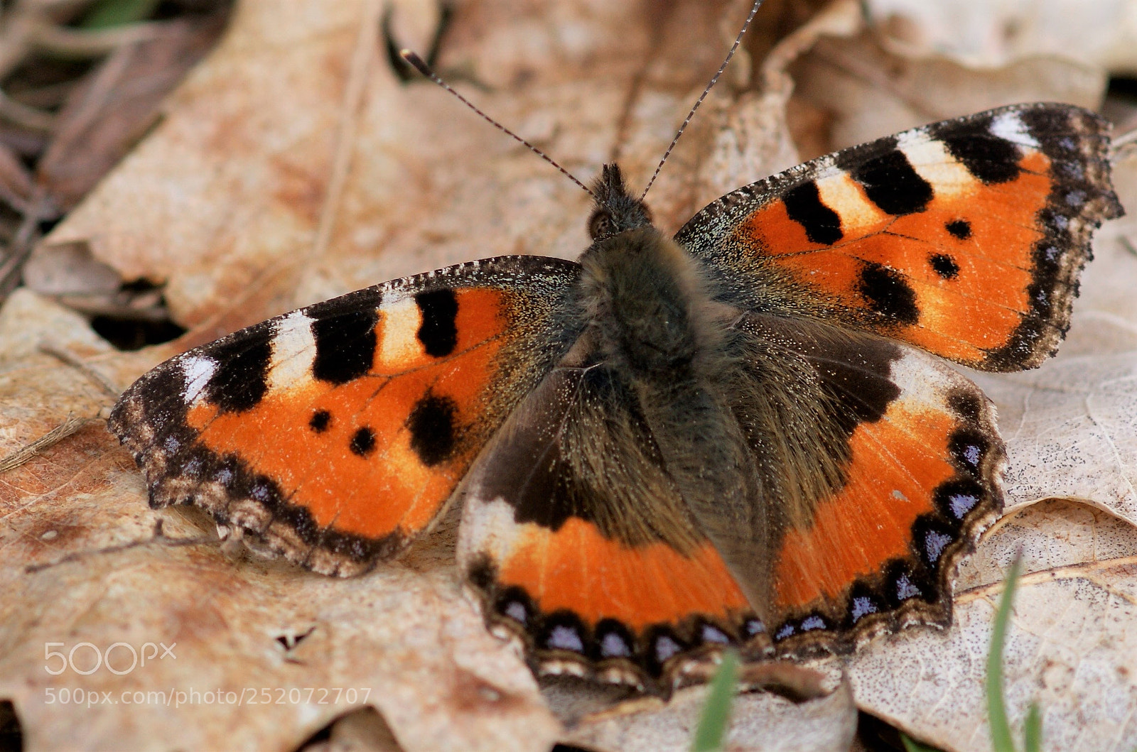 Sony Alpha DSLR-A350 sample photo. Nature photography