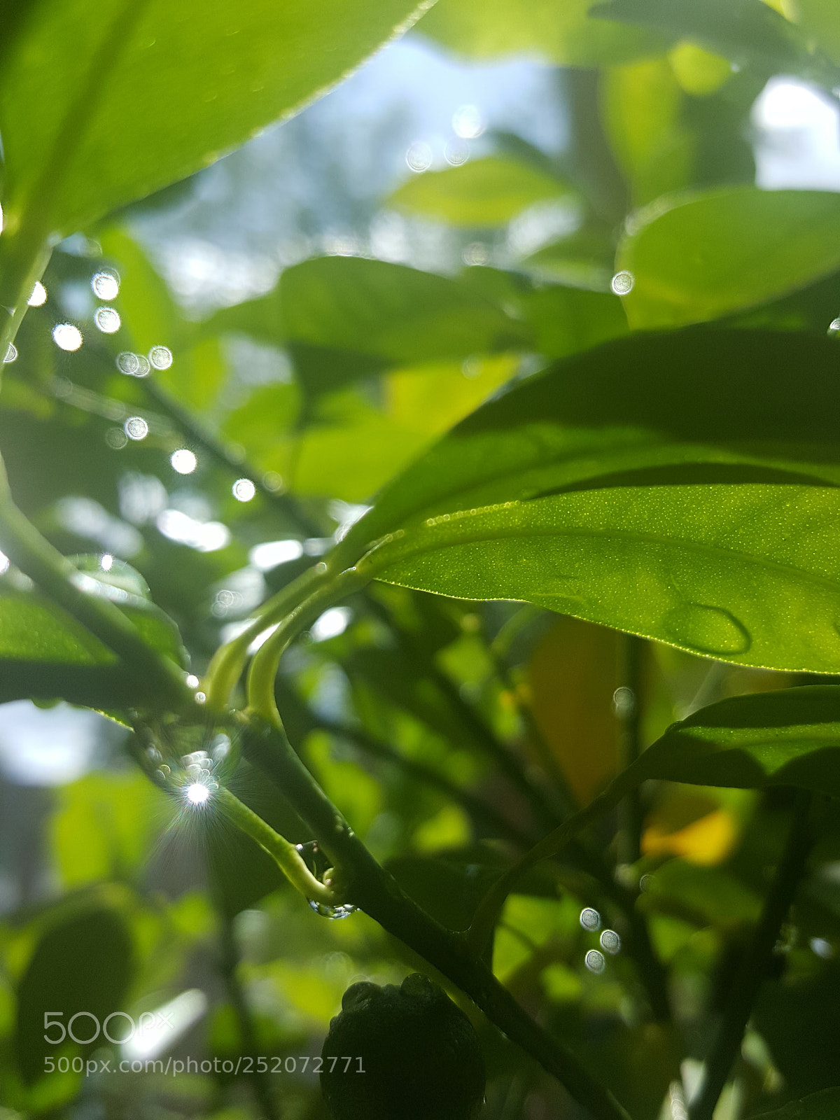 Samsung GALAXY S6 edge sample photo. Processed with vsco with photography