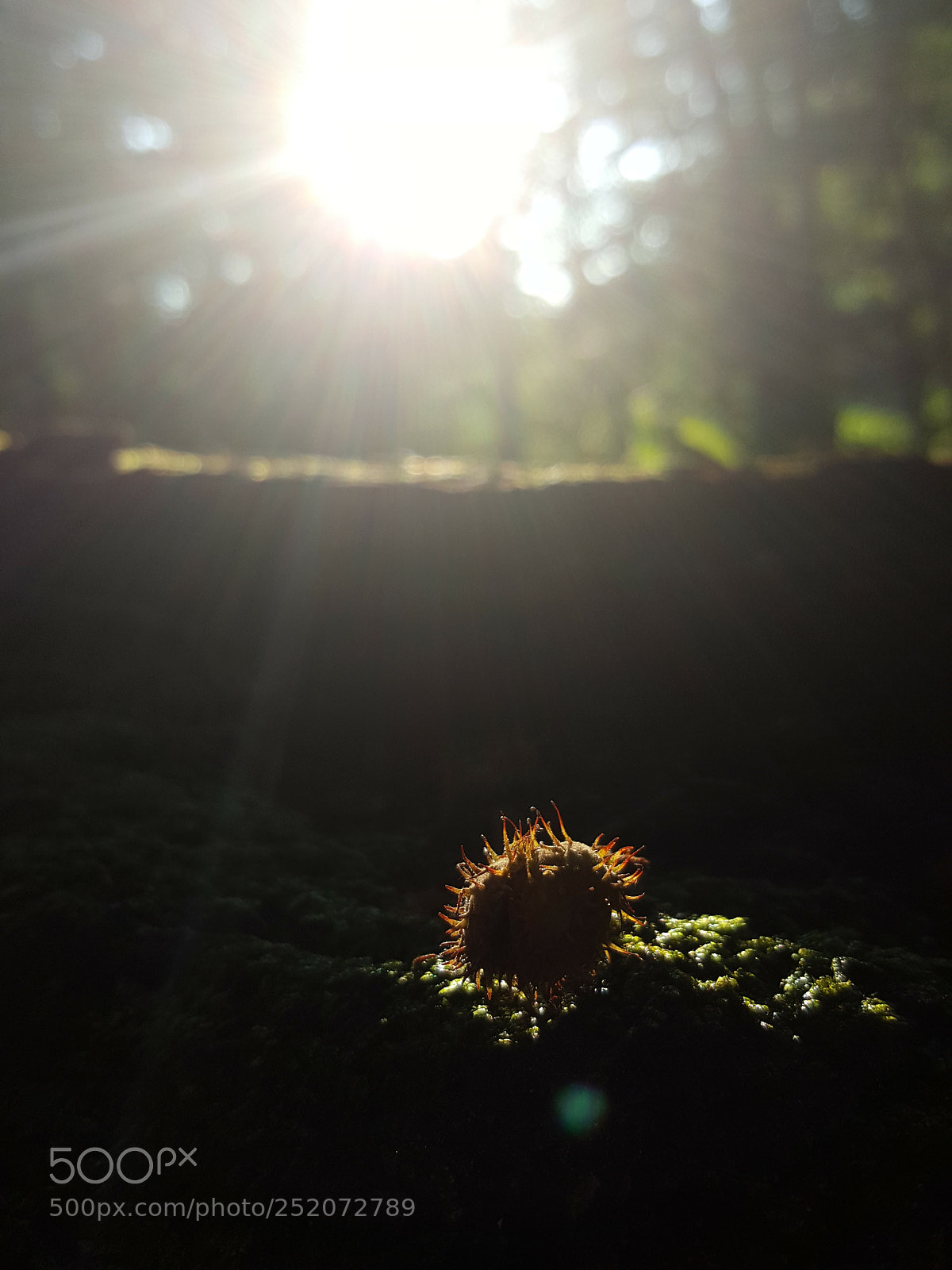 Samsung GALAXY S6 edge sample photo. Processed with vsco with photography