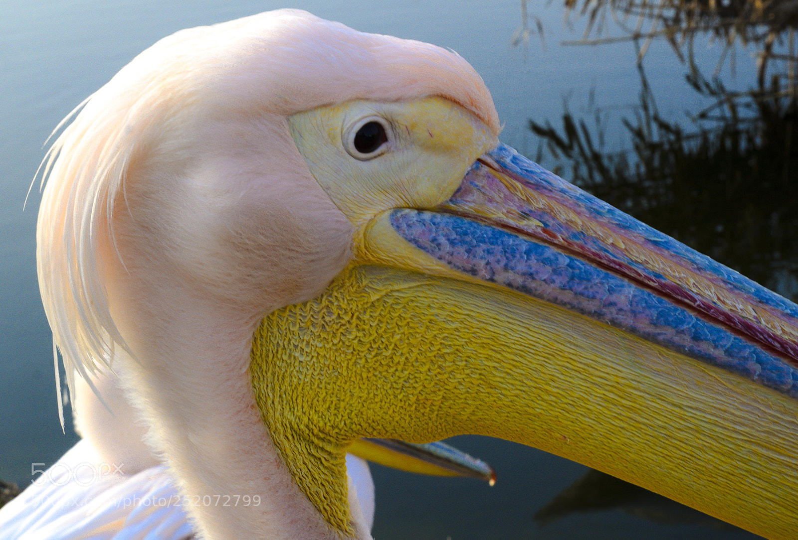 Nikon D7000 sample photo. Pelican photography