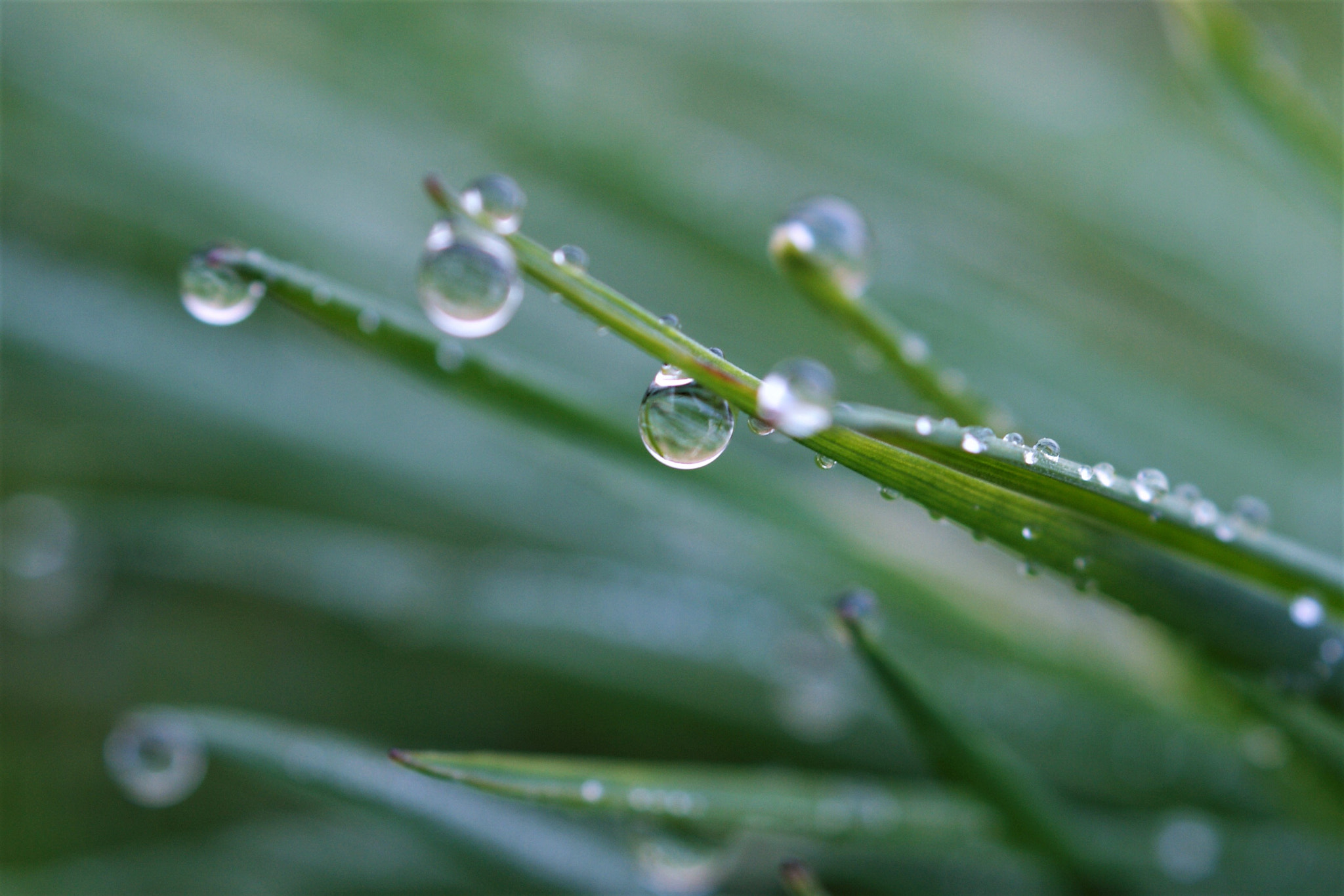 Sony Alpha DSLR-A350 + Sony DT 30mm F2.8 Macro SAM sample photo. Nature photography