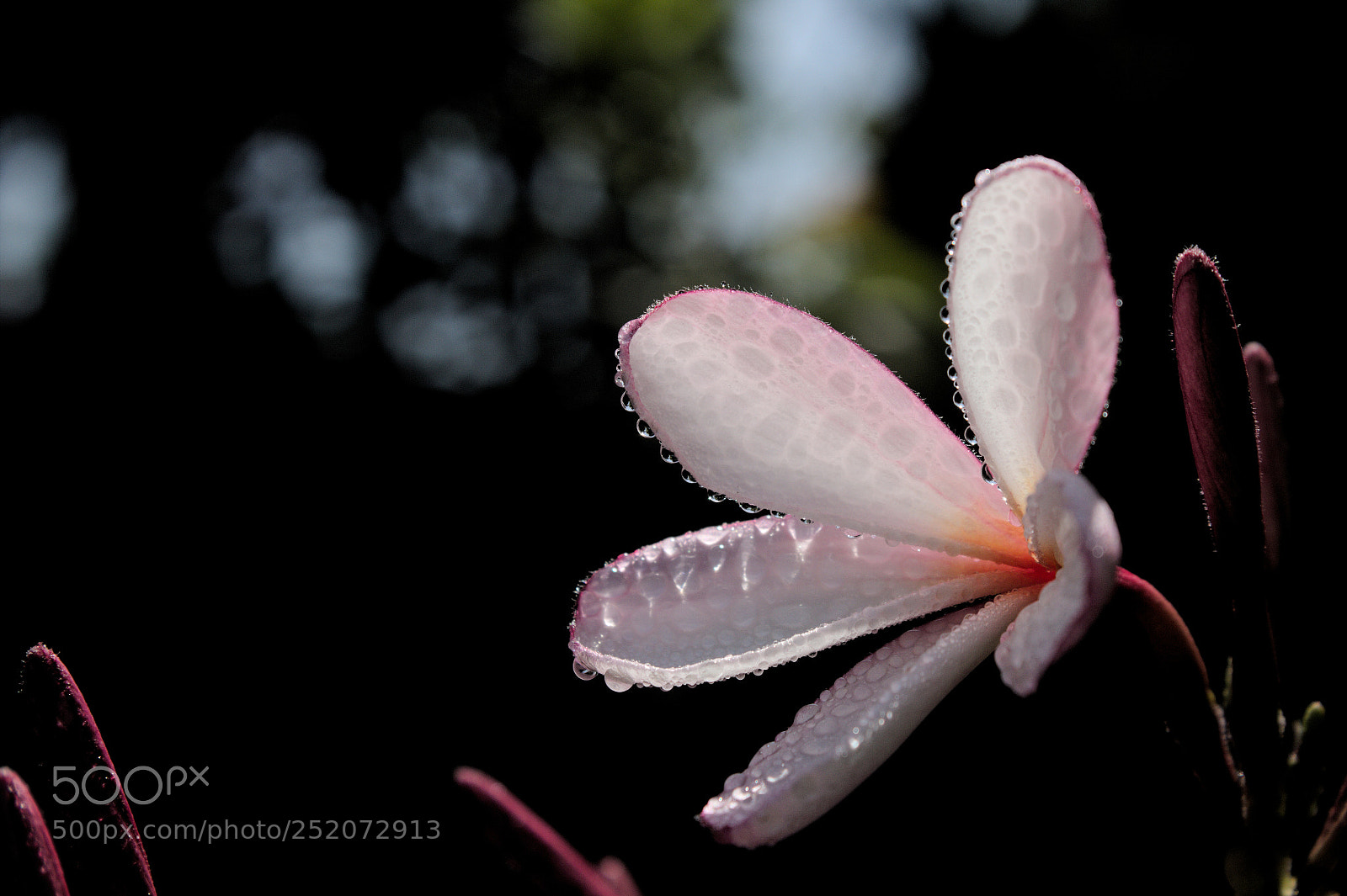 Canon EOS 60D sample photo. Frangipani summer photography