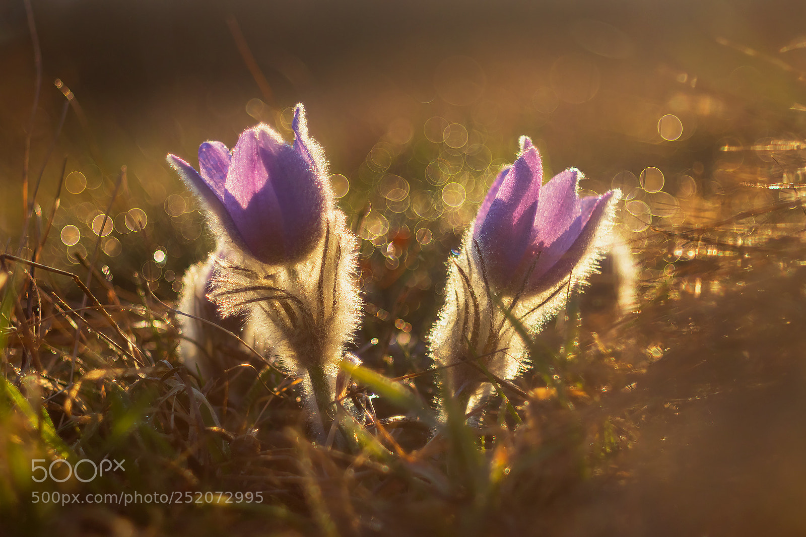 Canon EOS 80D sample photo. Pulsatilla grandis photography