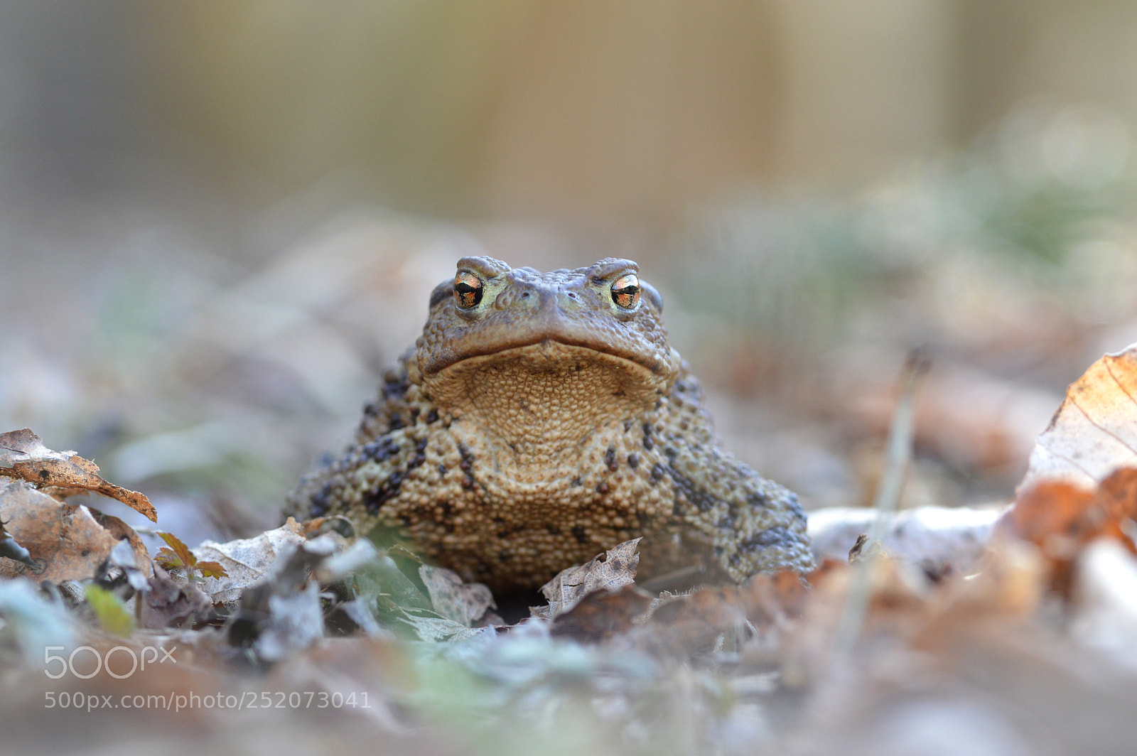 Nikon D3200 sample photo. Frog king photography