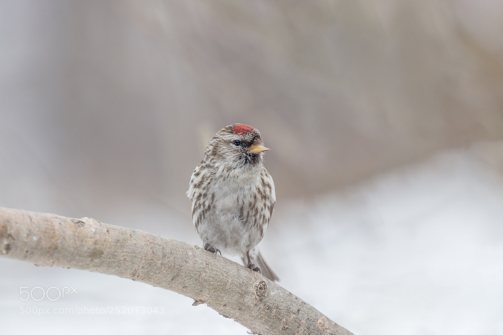 Canon EOS 80D sample photo. Common redpoll photography
