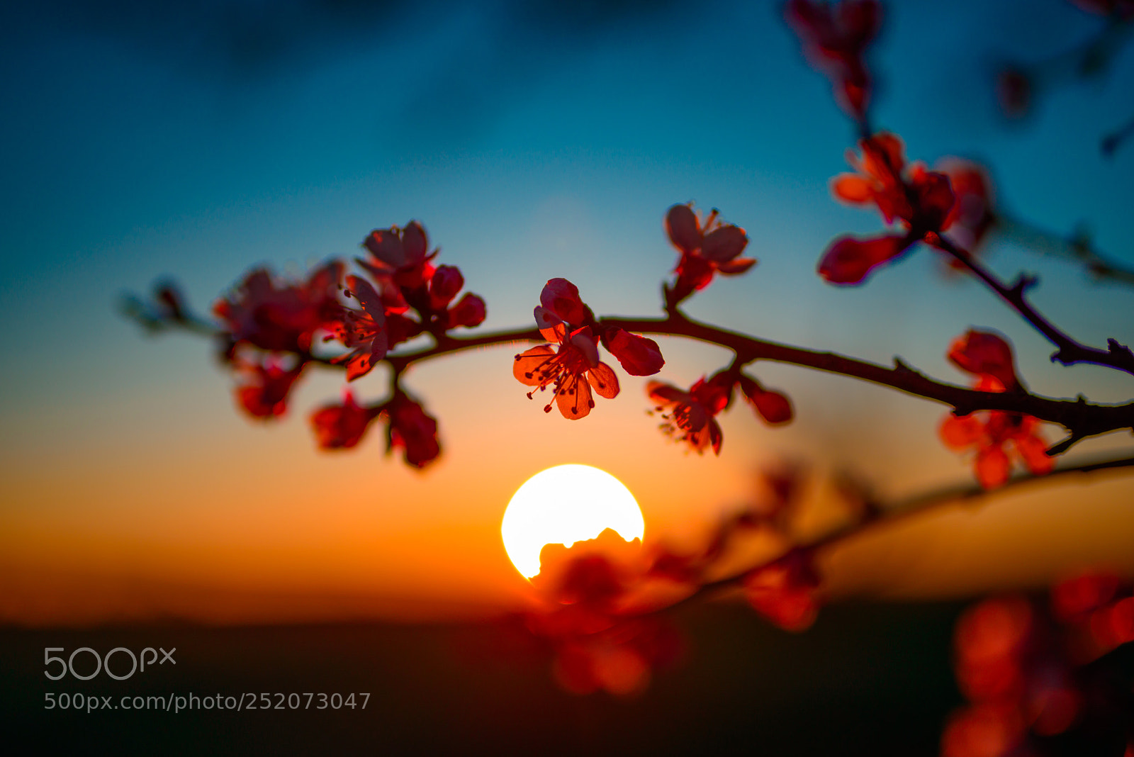 Nikon D800 sample photo. Закат photography