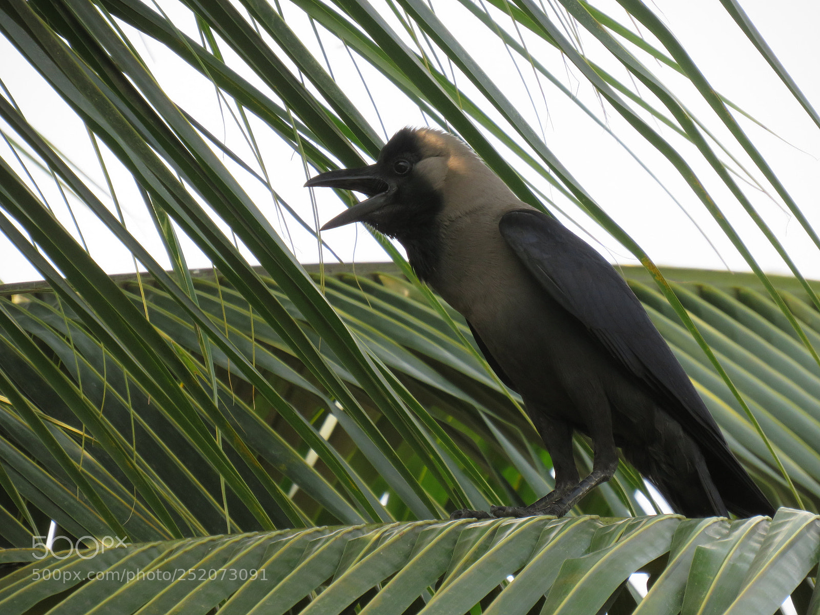 Canon PowerShot SX540 HS sample photo. Crow_perch photography