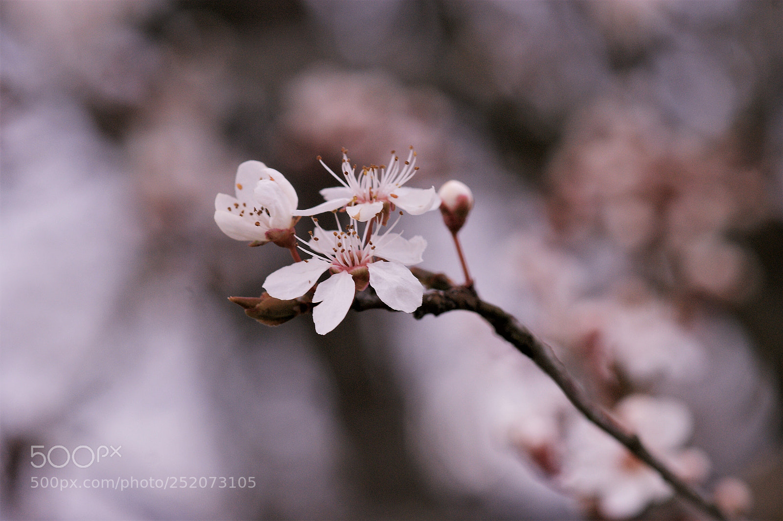Sony Alpha DSLR-A350 sample photo. Nature photography