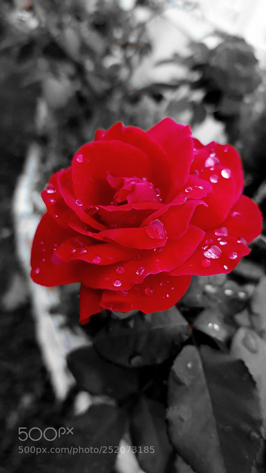 Samsung Galaxy S8 sample photo. Black and rose photography