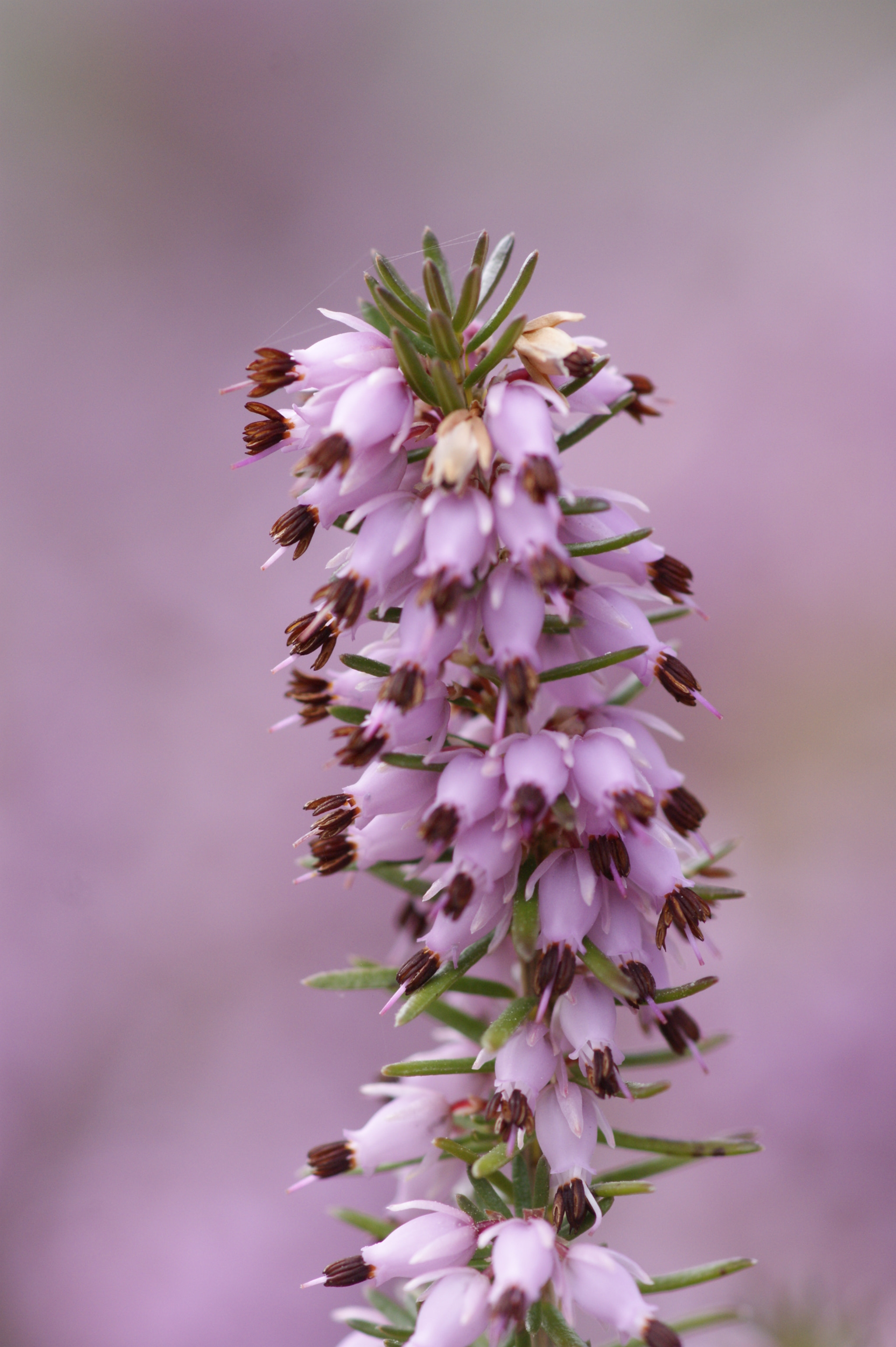 Sony Alpha DSLR-A350 + Sony 100mm F2.8 Macro sample photo. Nature photography