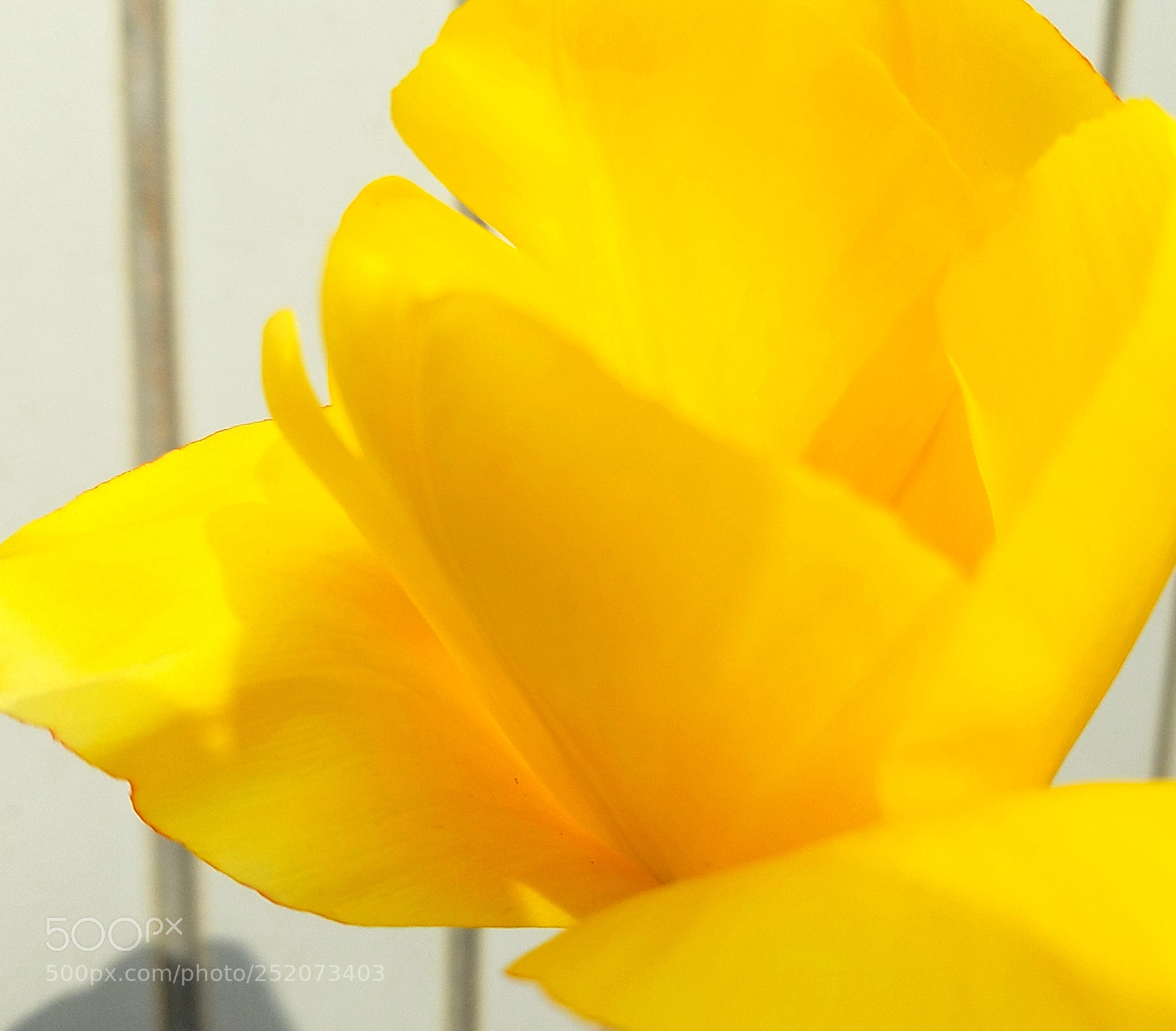 Samsung Galaxy S7 Edge sample photo. Yellow photography