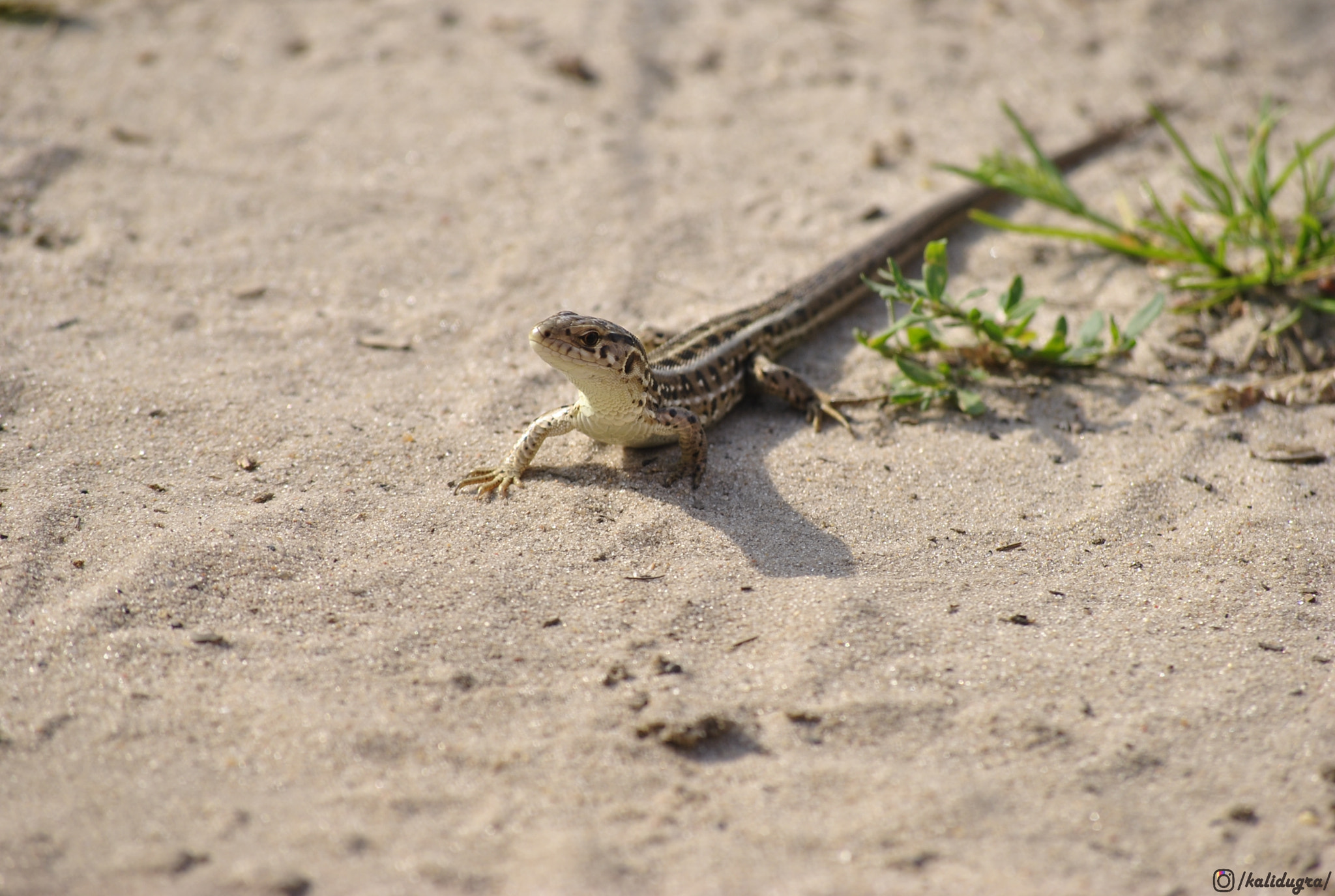 Nikon D3000 sample photo. Животные photography