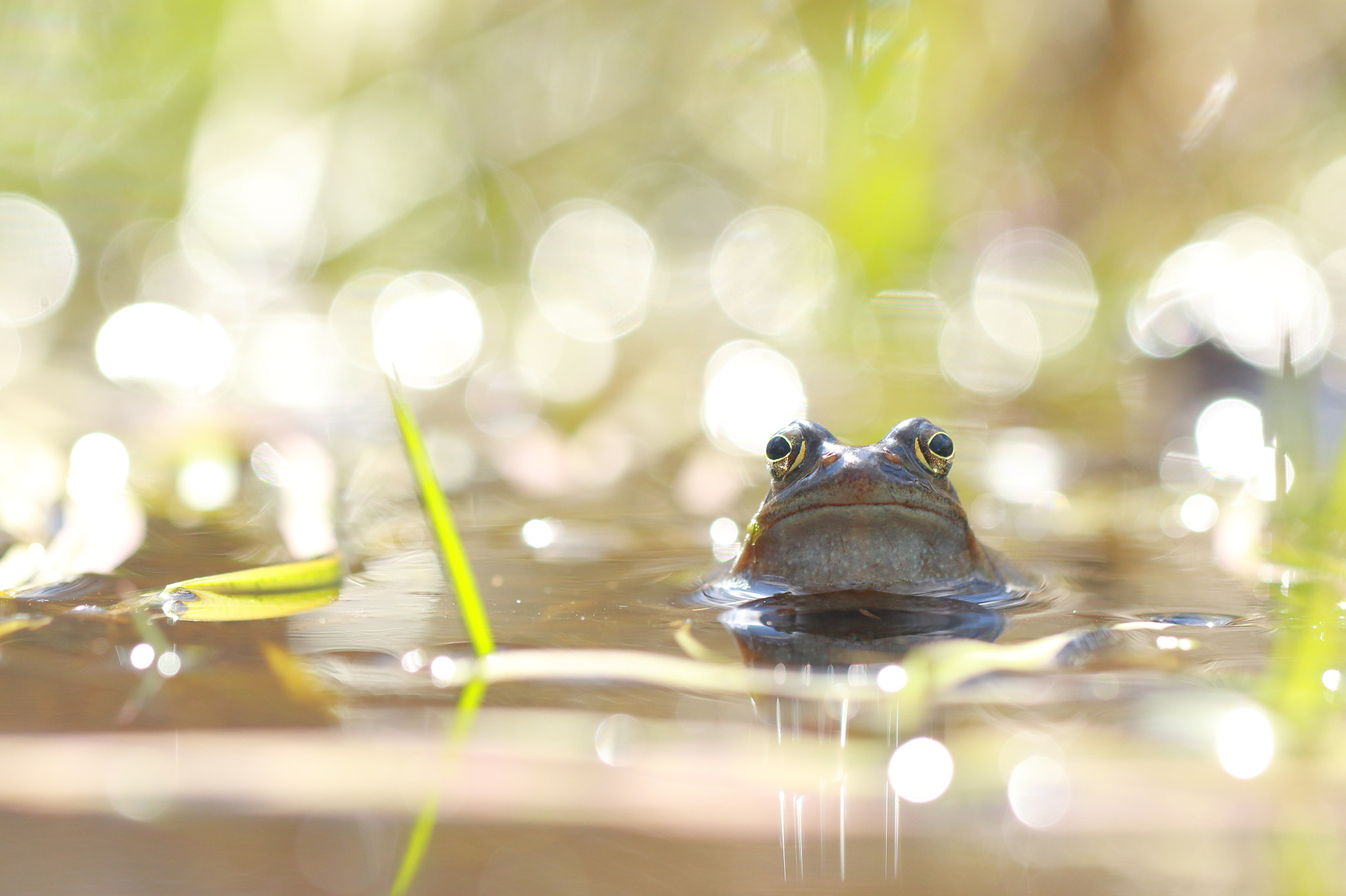 Canon EF 100mm F2.8L Macro IS USM sample photo. Frog in green photography