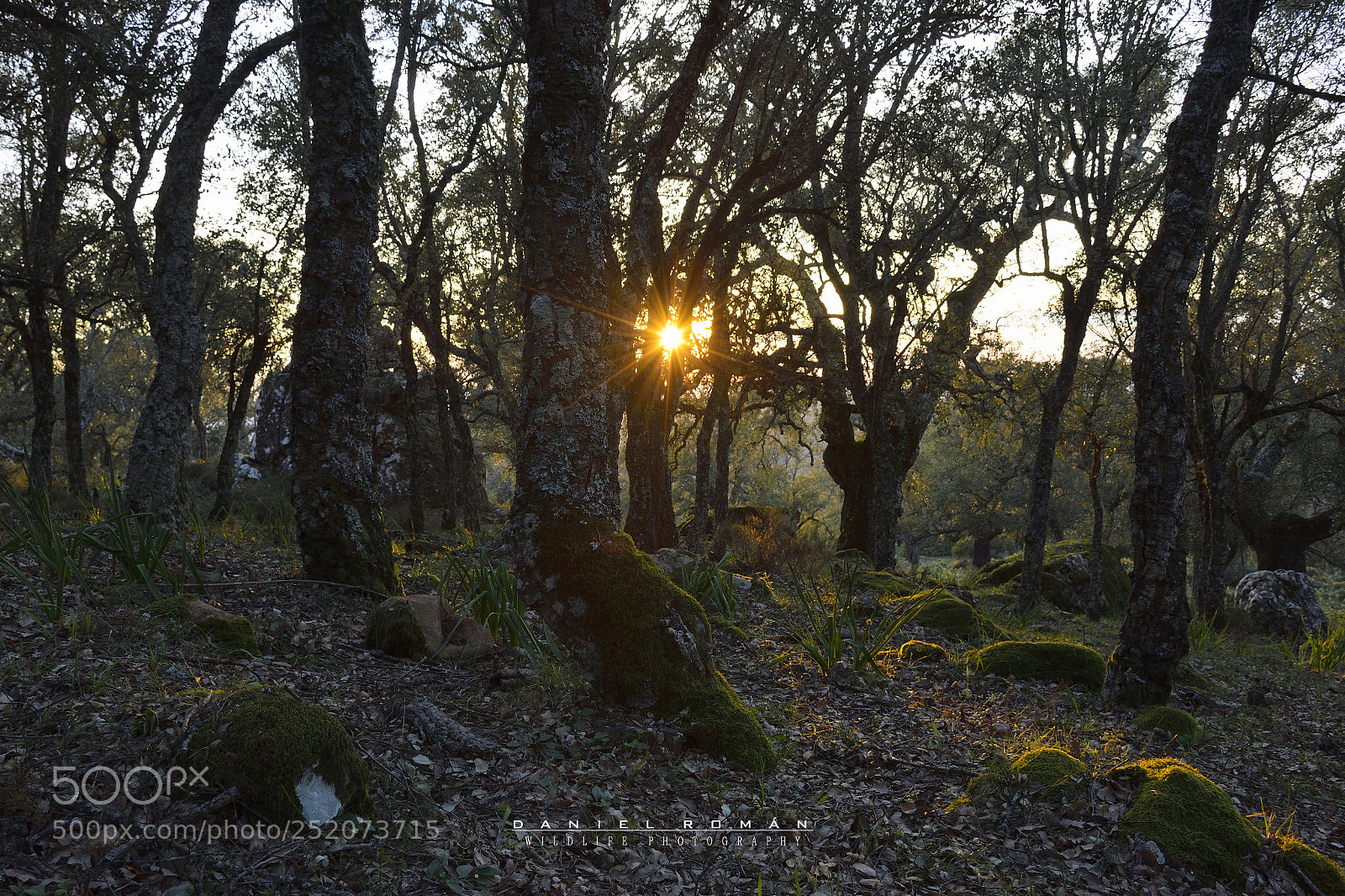 Nikon D500 sample photo. Puesta de sol en photography