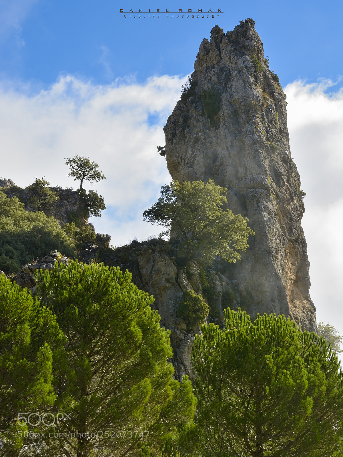 Nikon D7100 sample photo. Encina solitaria photography