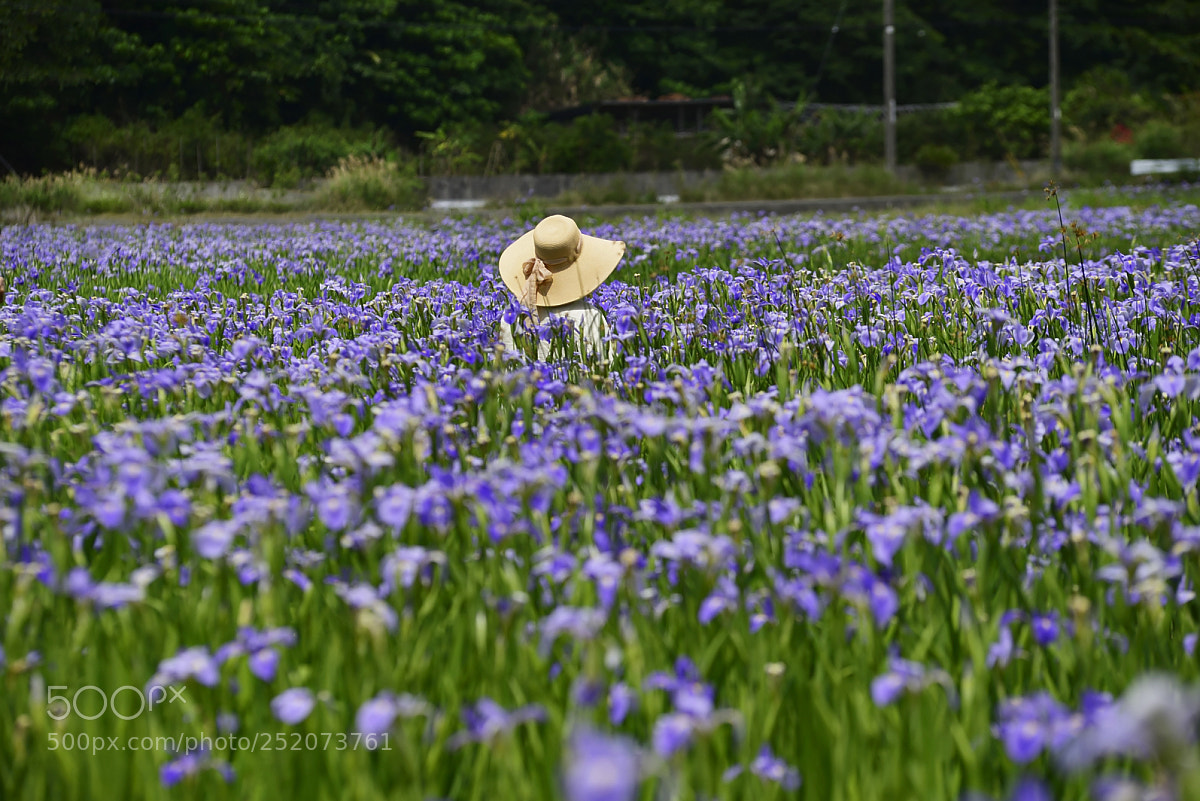 Nikon D610 sample photo. Iris field photography