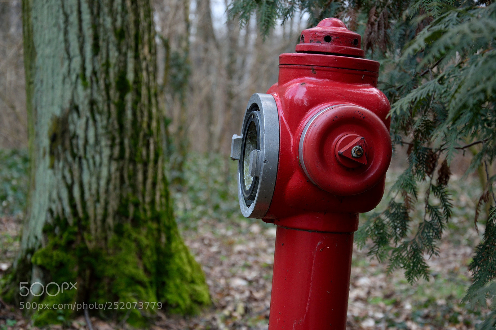 Nikon D3300 sample photo. Hydrant in the forest photography