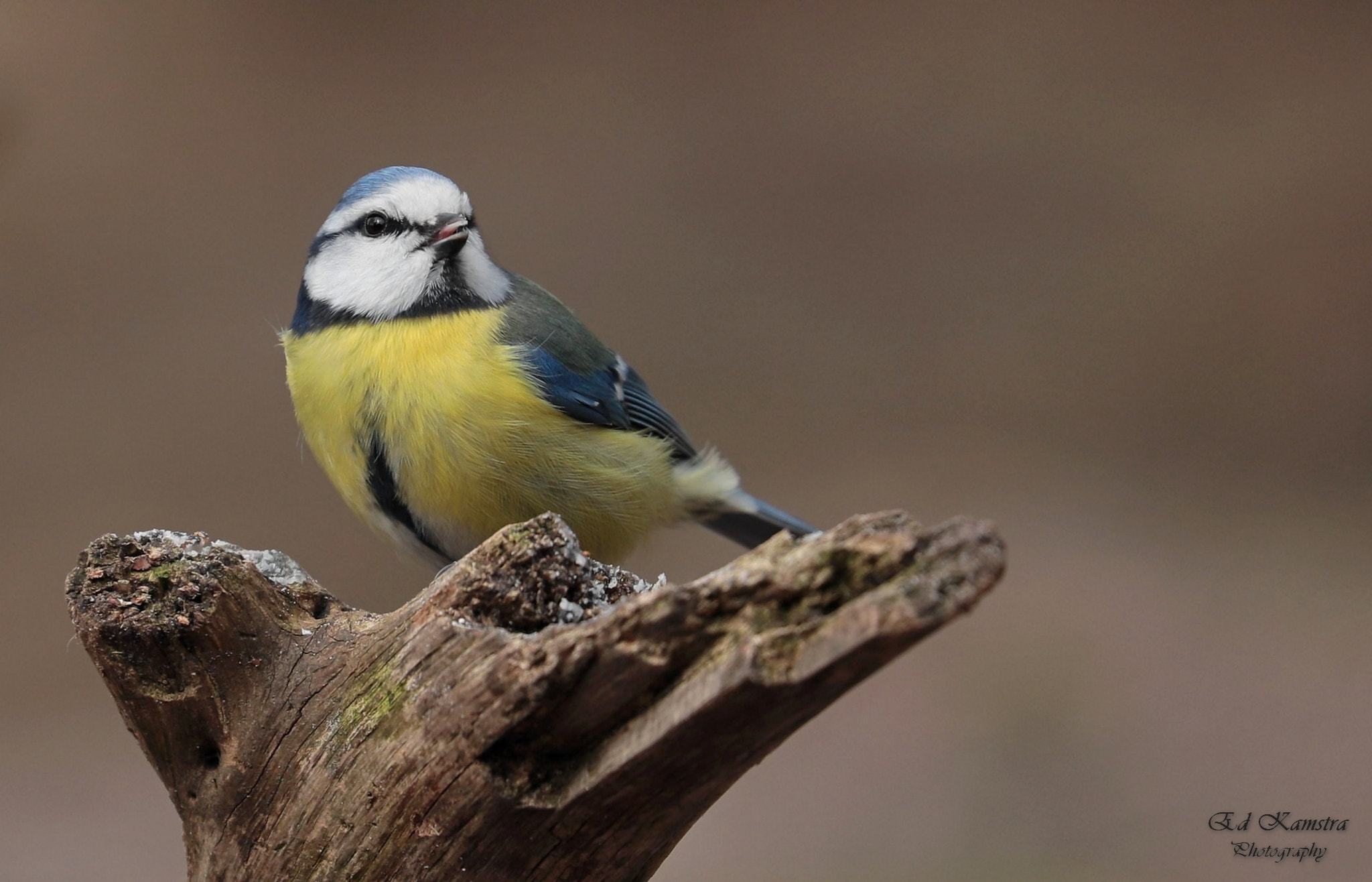 Canon EOS 5D Mark IV + Canon EF 100-400mm F4.5-5.6L IS II USM sample photo. The blue tit. photography