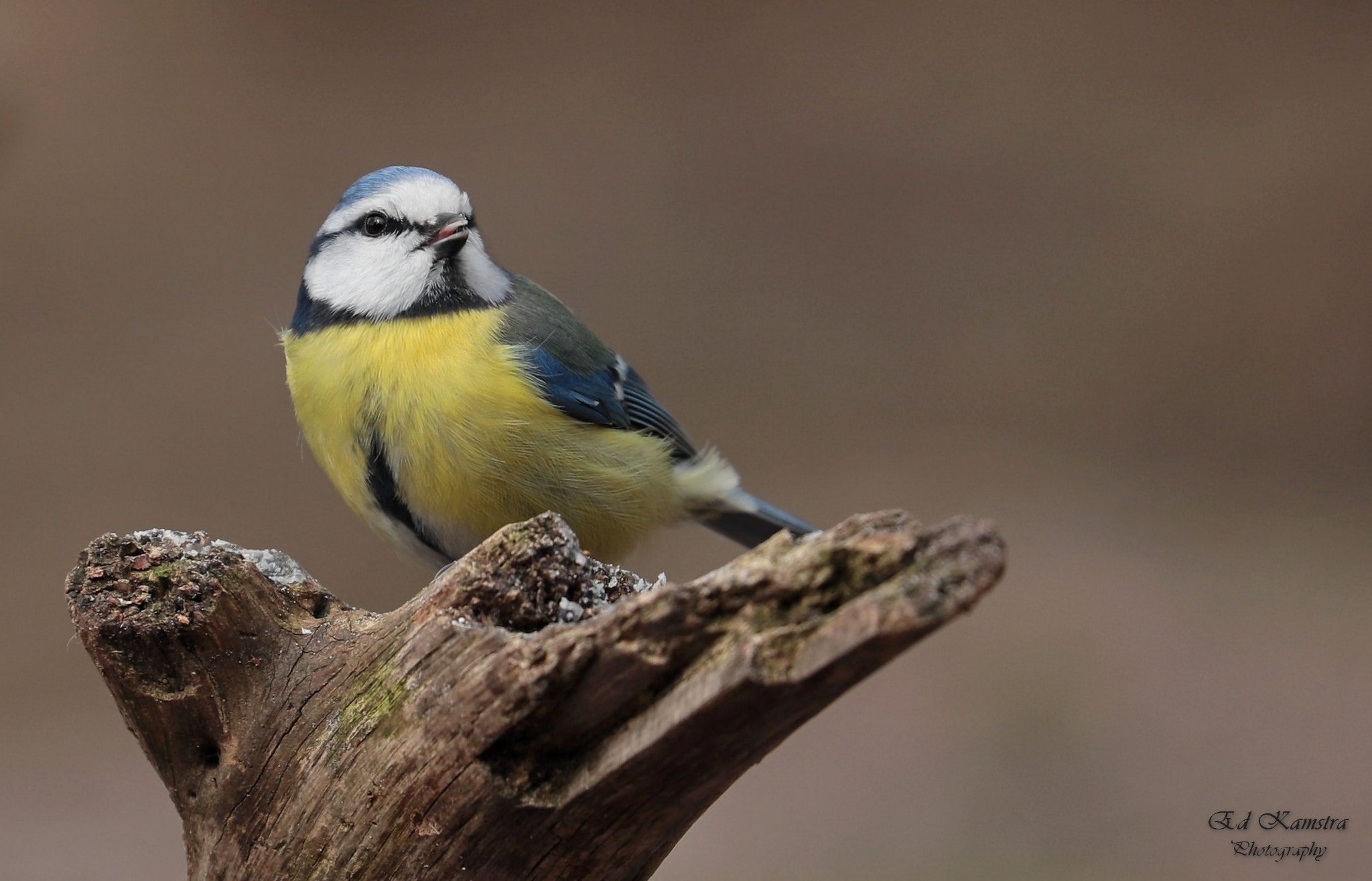 Canon EOS 5D Mark IV sample photo. The blue tit. photography
