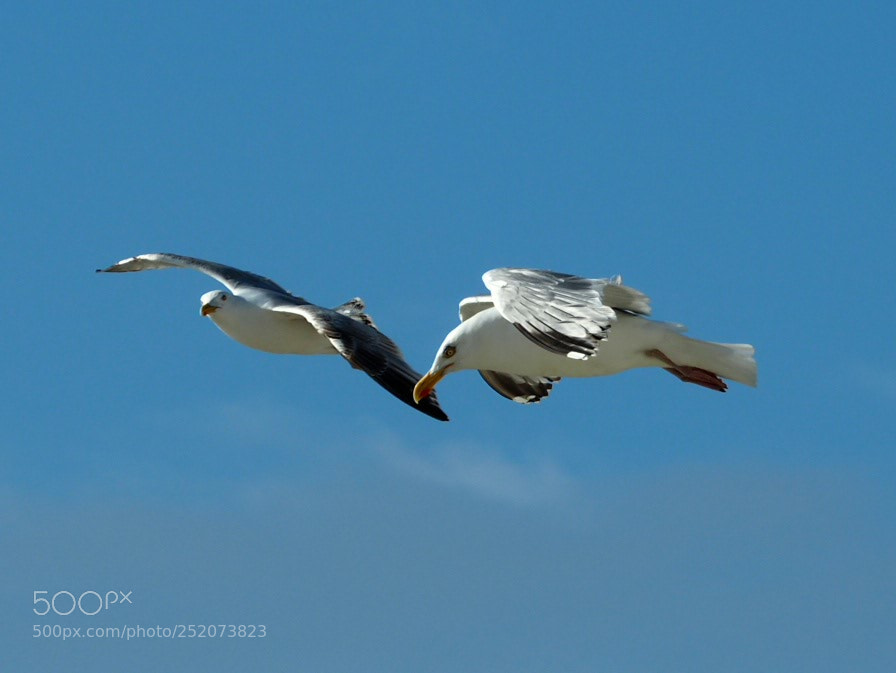 Olympus OM-D E-M5 II sample photo. Wingman photography
