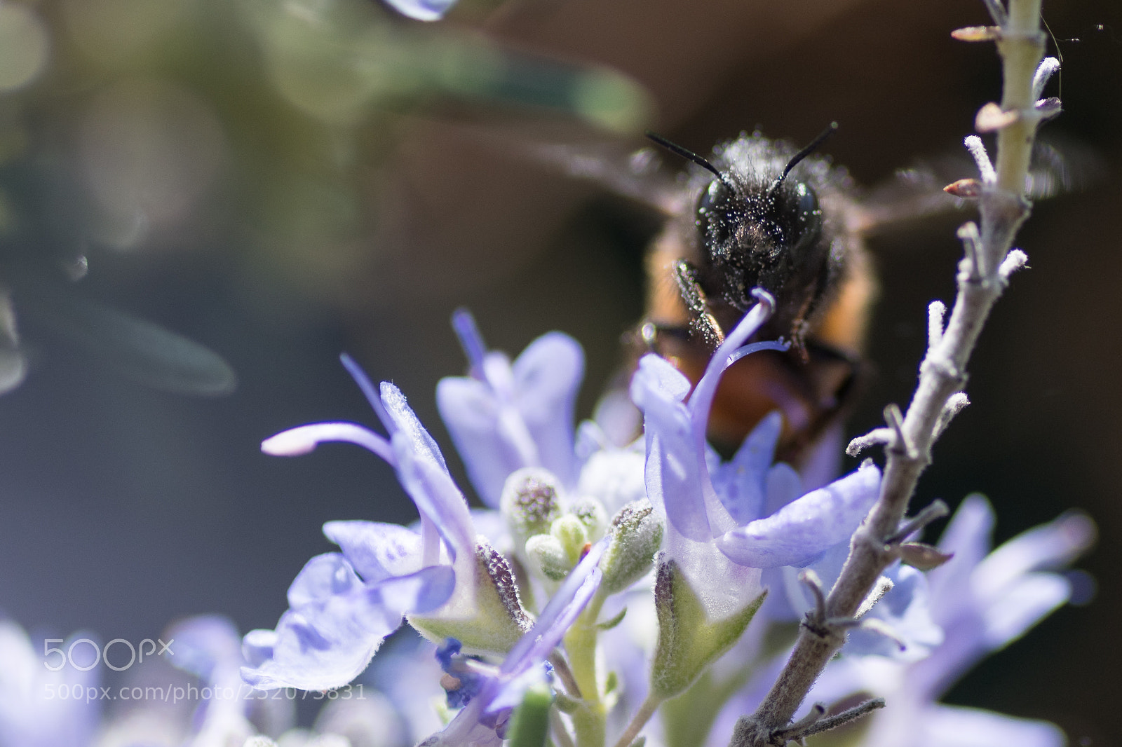 Nikon D500 sample photo. A pranzo tra i photography