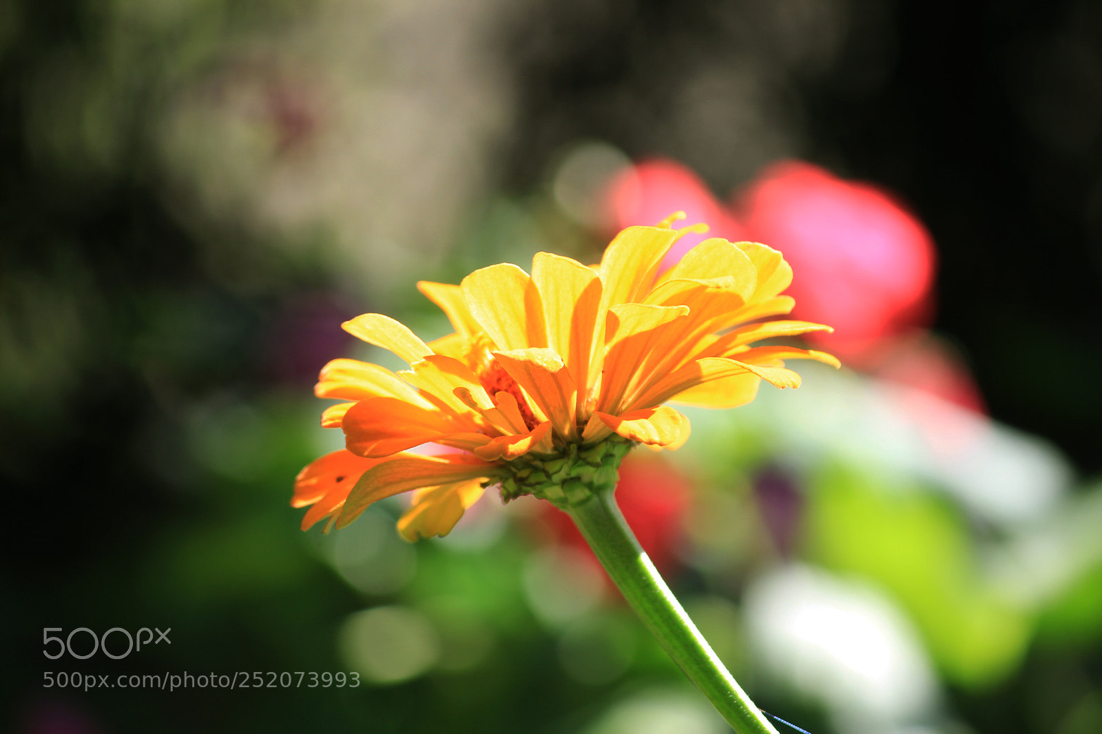 Canon EOS 600D (Rebel EOS T3i / EOS Kiss X5) sample photo. Fiore giallo, fiore sballo photography