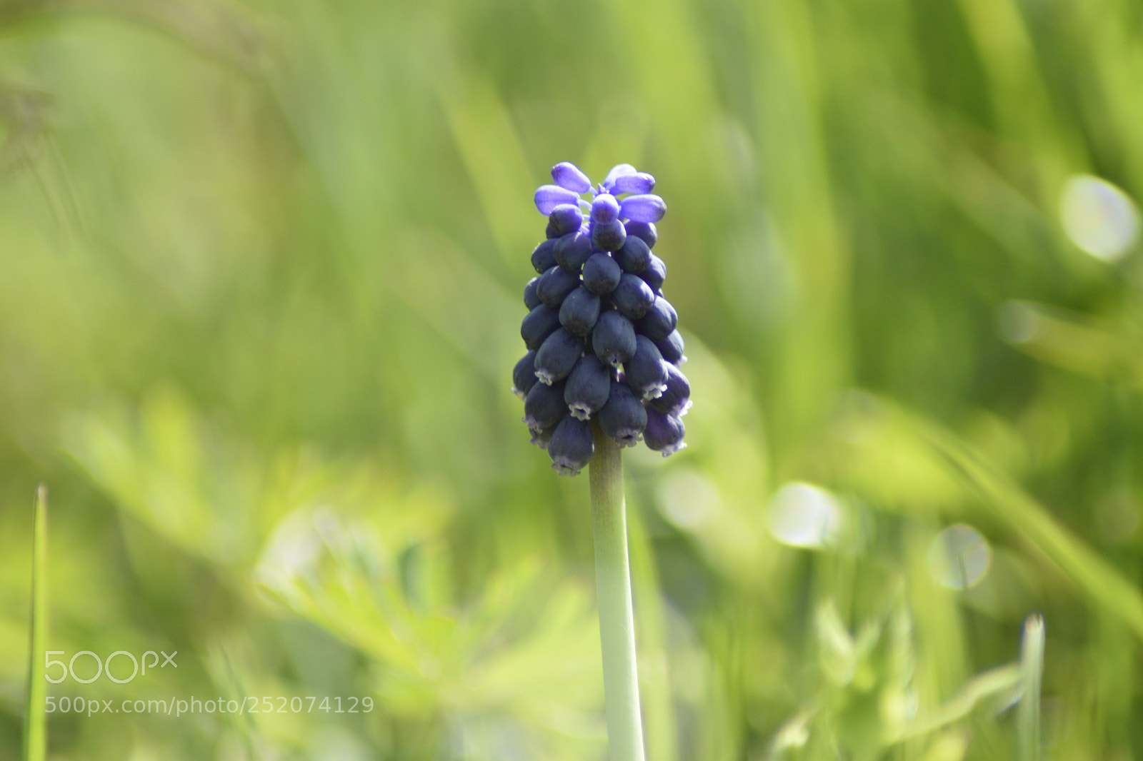 Nikon D3300 sample photo. Piccolo fiore photography