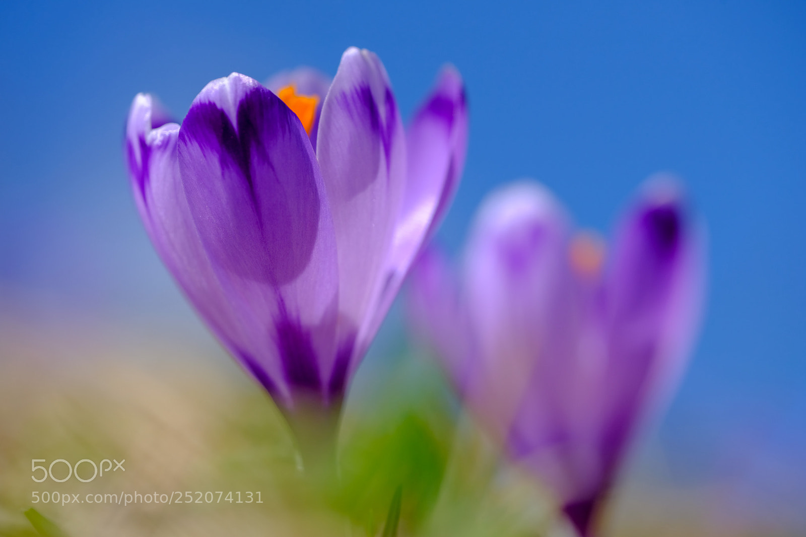 Fujifilm X-T20 sample photo. Beautiful crocus flower photography