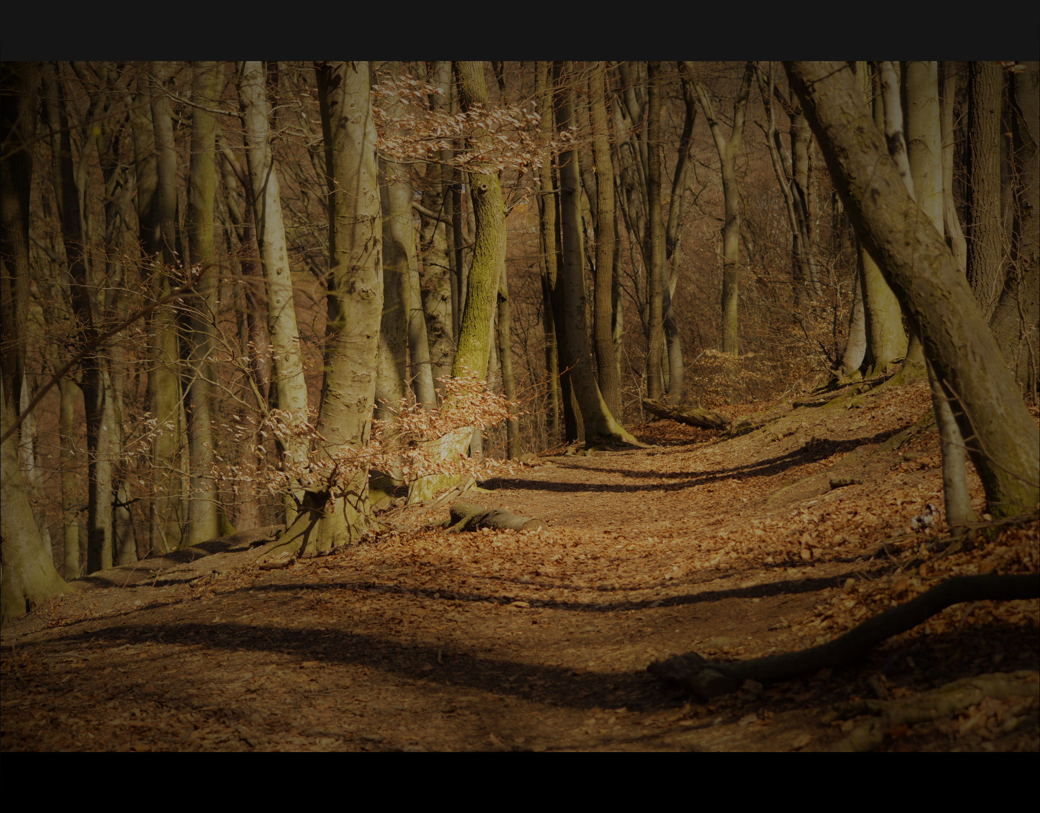 Nikon D3200 sample photo. Wiener wald photography