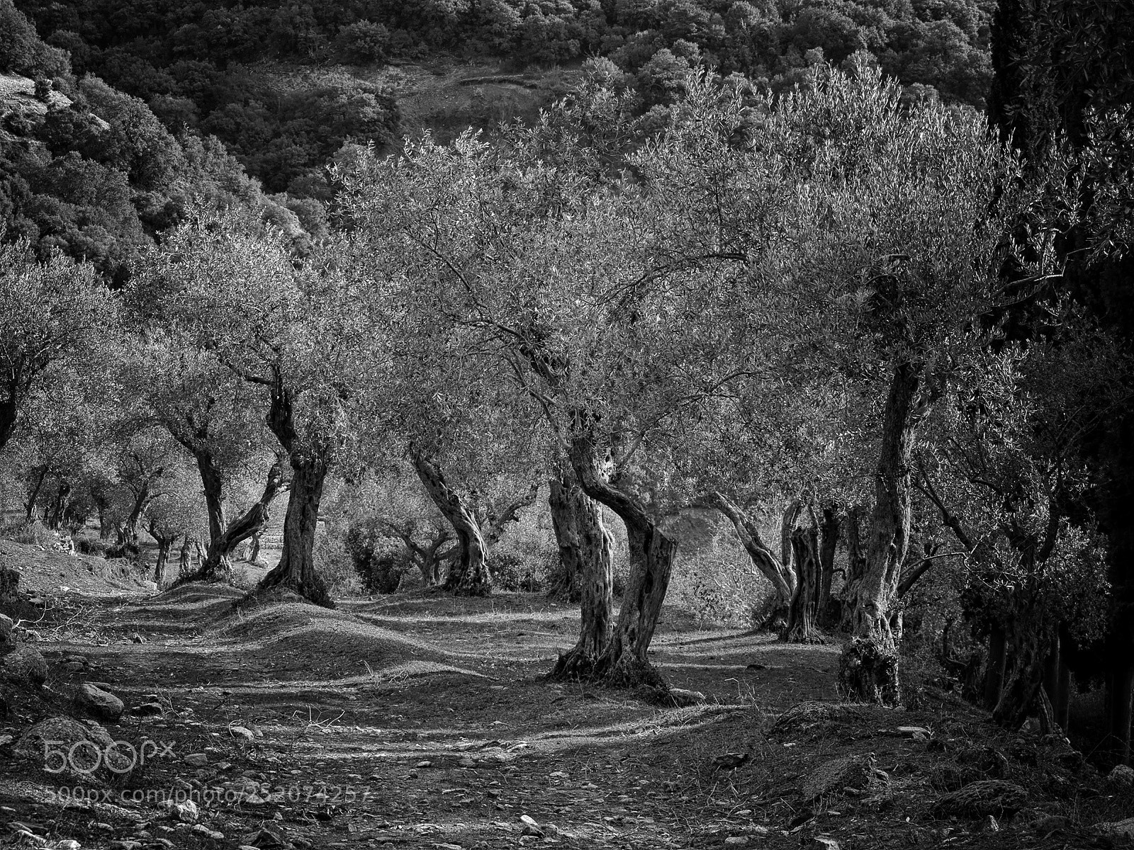 Canon PowerShot G1 X sample photo. Olive grove photography