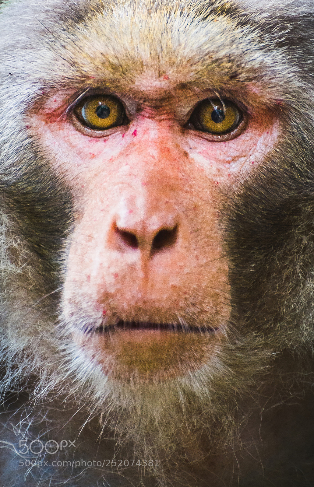 Nikon D5200 sample photo. The look photography