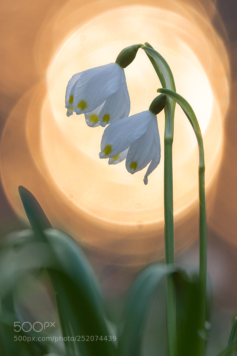 Nikon D7200 sample photo. Spring snowflake photography