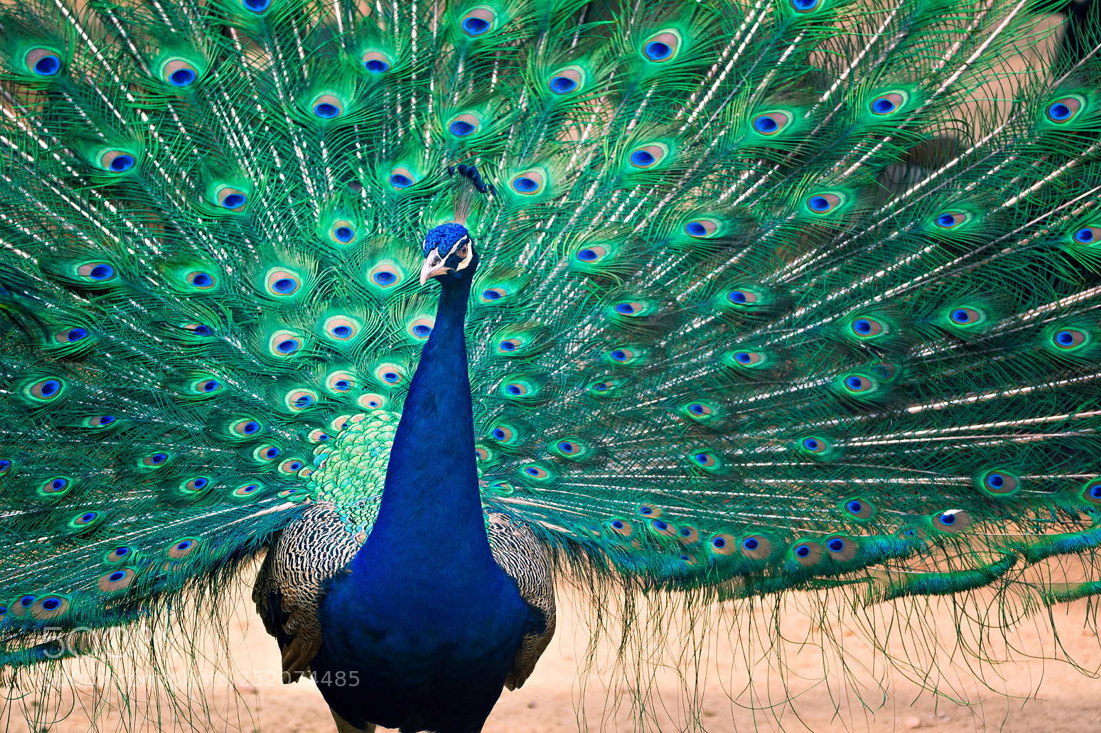 Nikon D5200 sample photo. The king of beauty photography