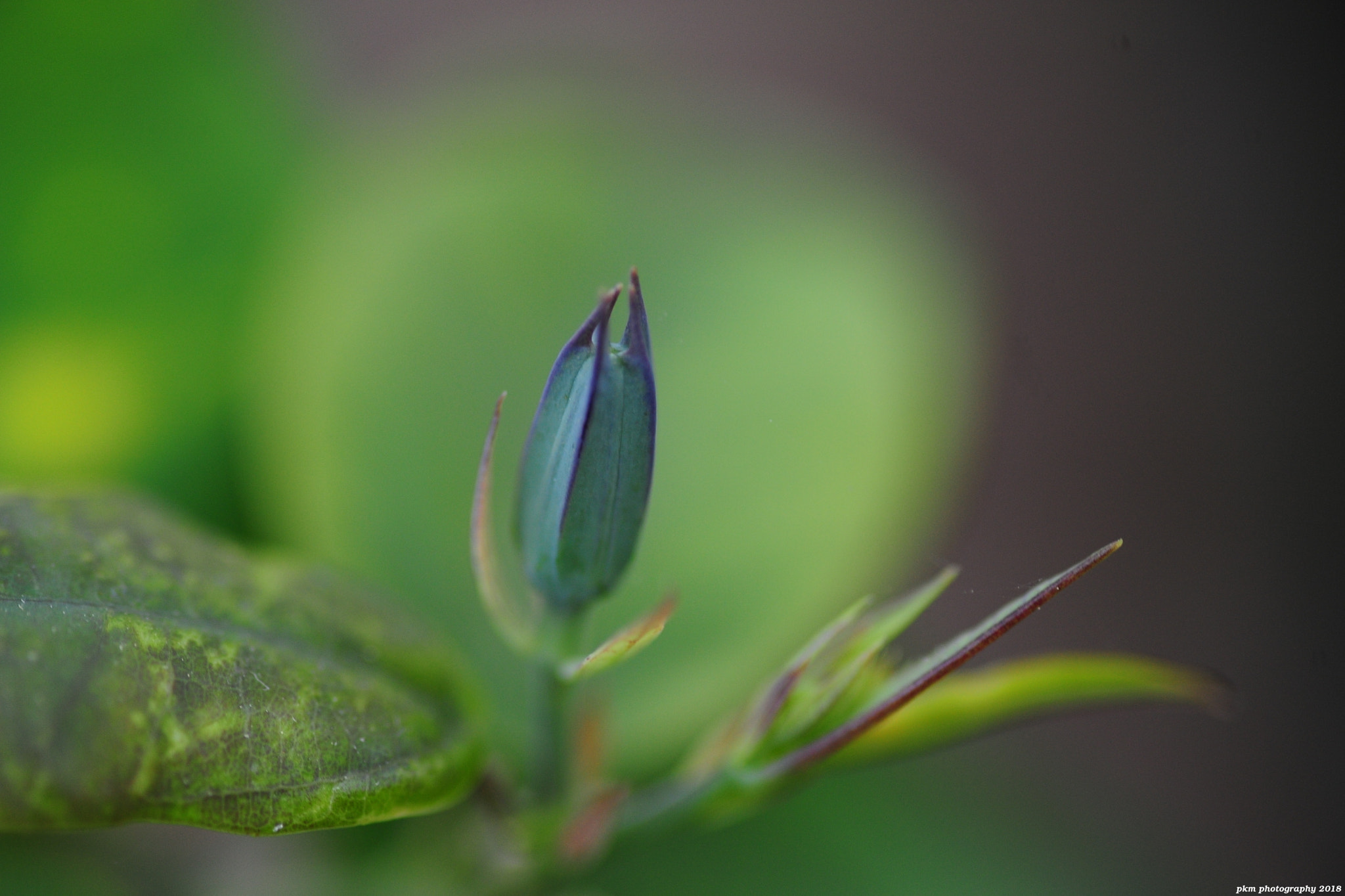 Nikon D700 sample photo. Passiflora spec. utinga - flower bud photography