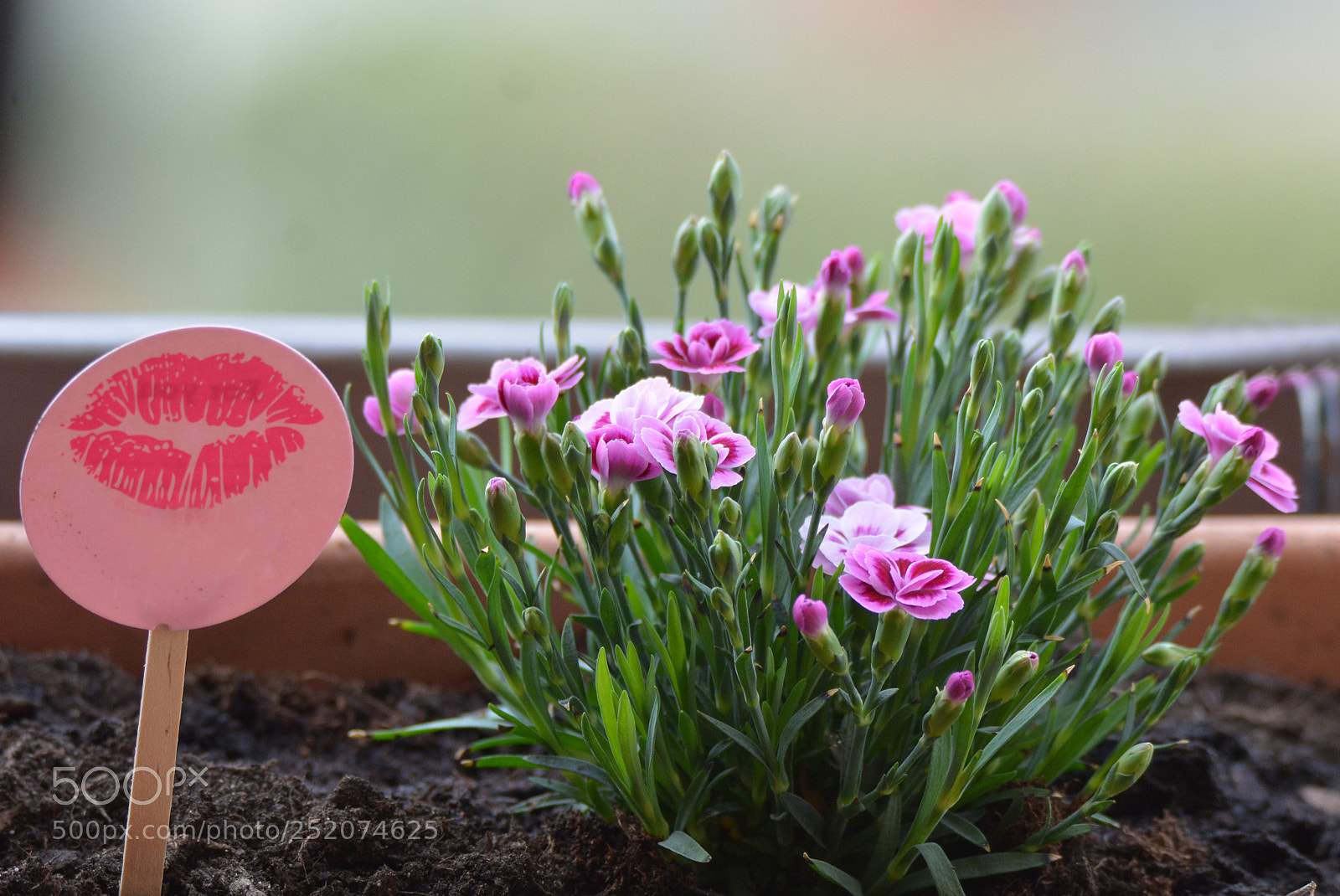 Nikon D7100 sample photo. Kiss photography