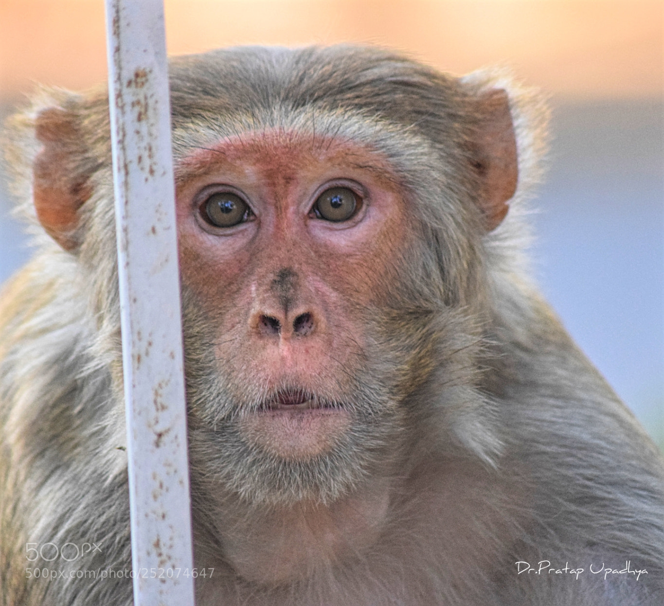 Nikon D5300 sample photo. Inncocent look photography