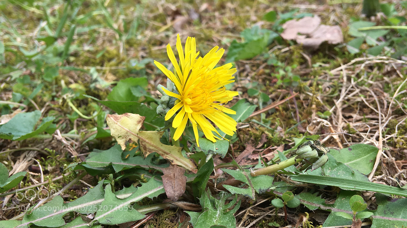 Apple iPhone 6s Plus sample photo. Dbab babe photography