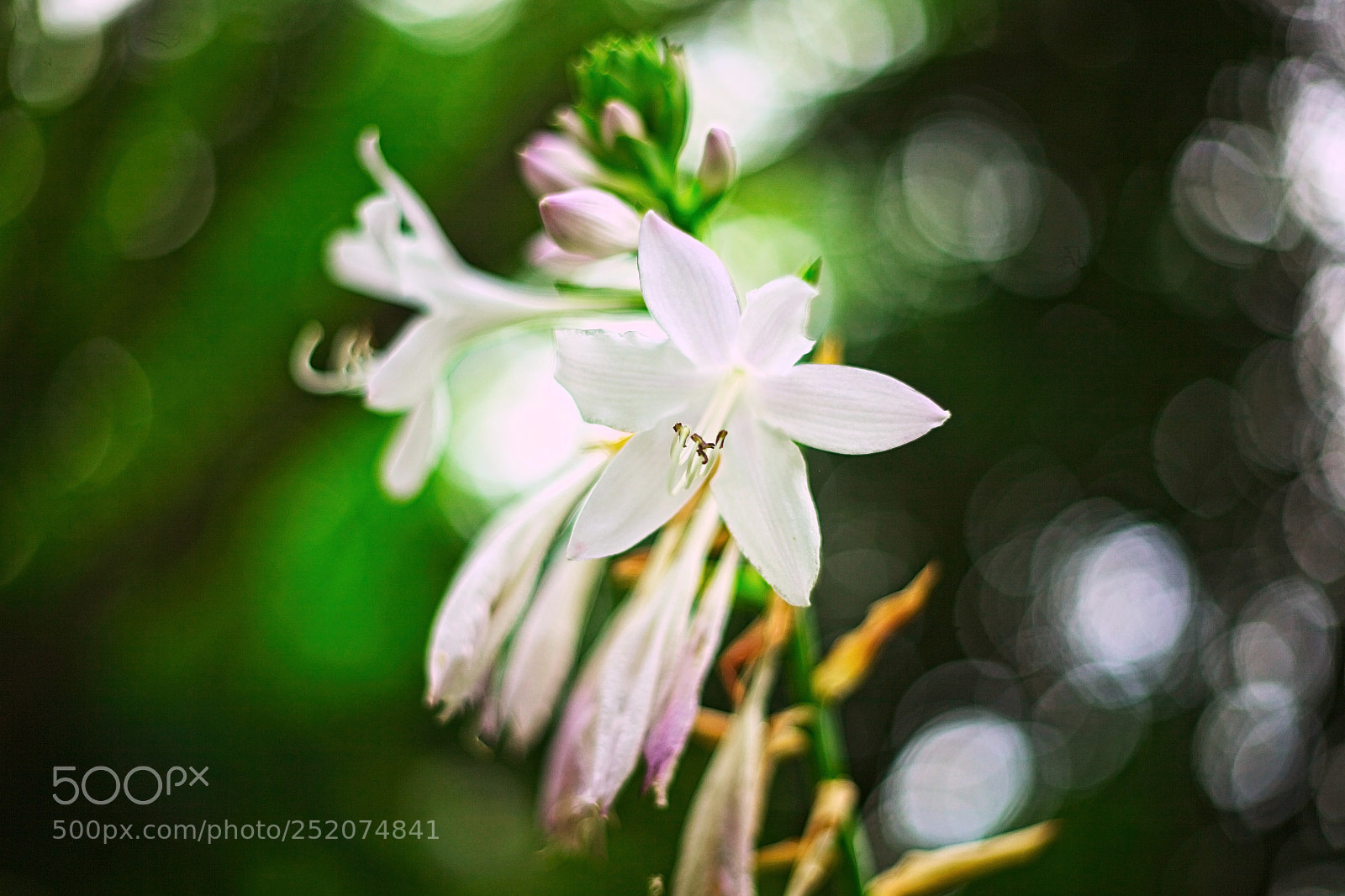 Canon EOS 5D Mark II sample photo. White flower photography
